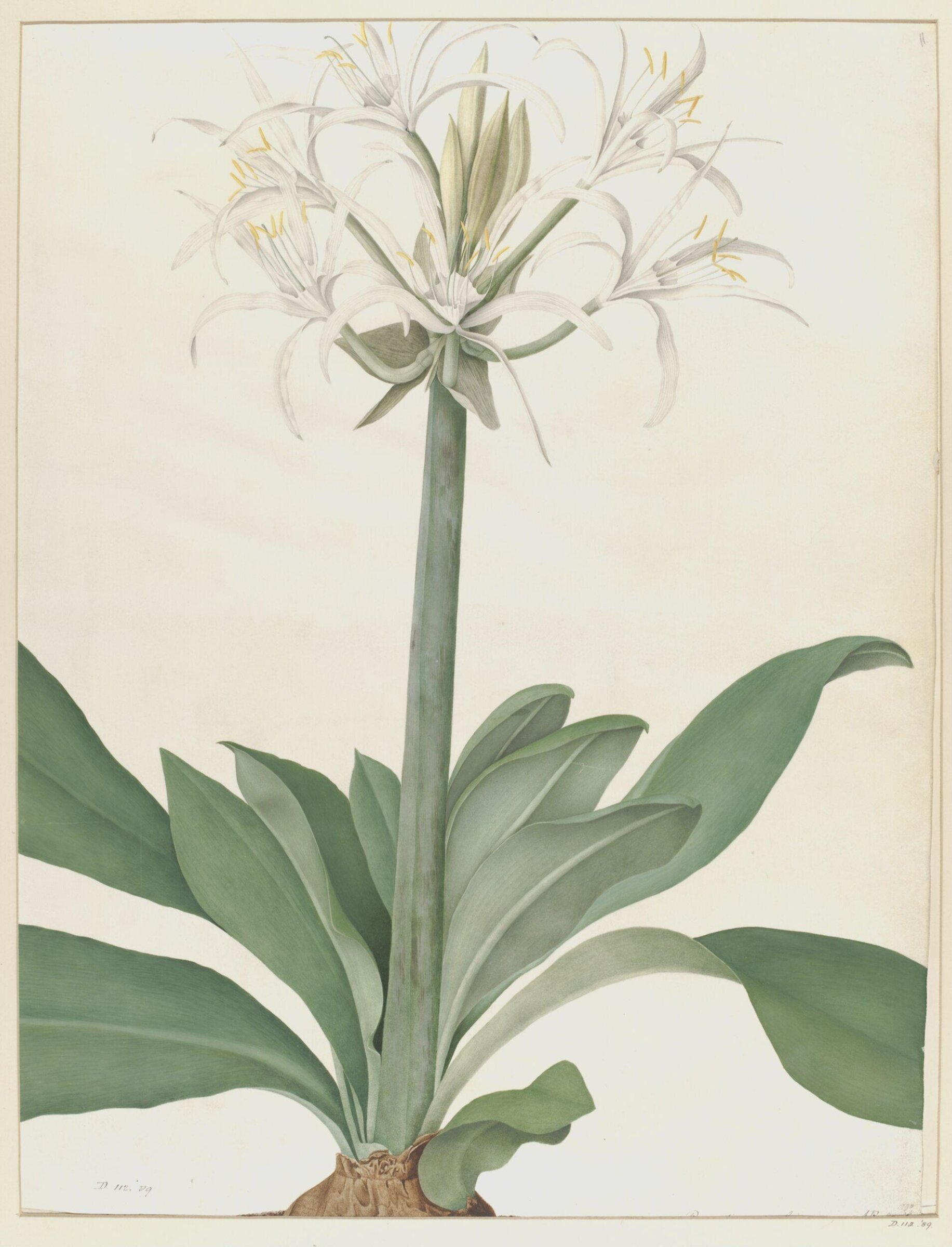 Drawing, A. Power, ca. 1800