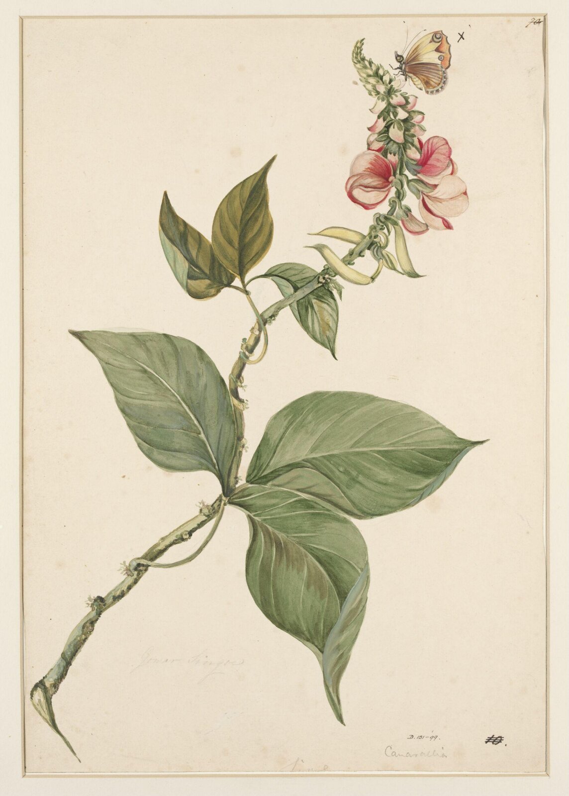Drawing, early 19th century