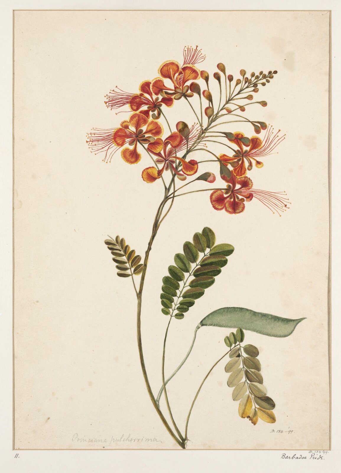 Drawing, early 19th century