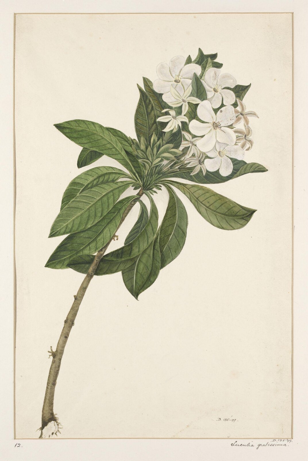 Drawing, early 19th century