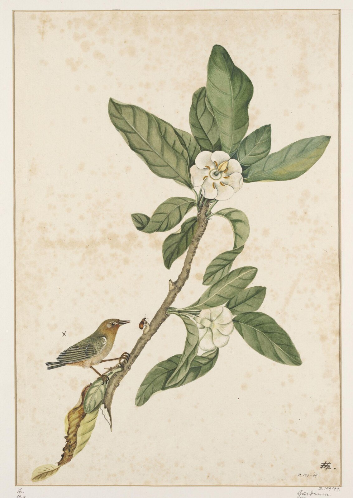 Drawing, early 19th century
