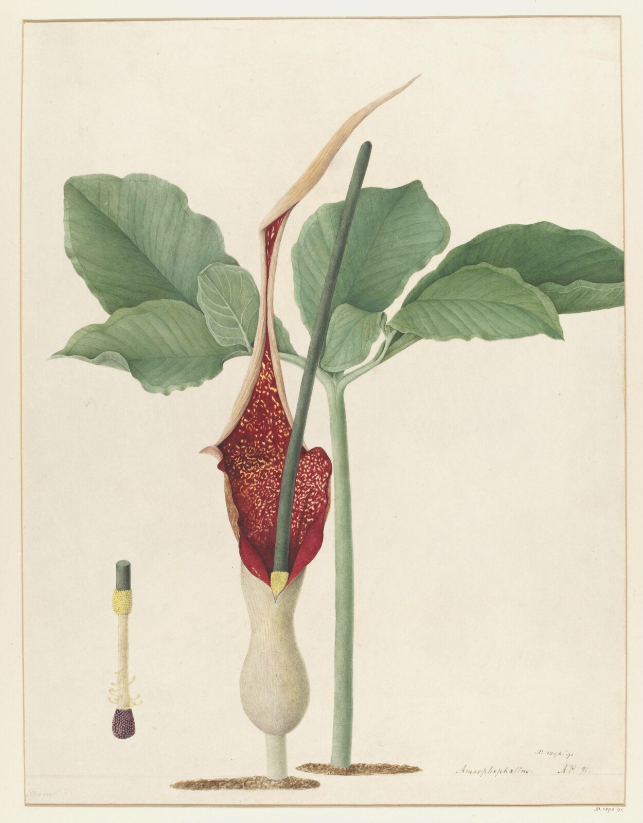Drawing, A. Power, ca. 1800