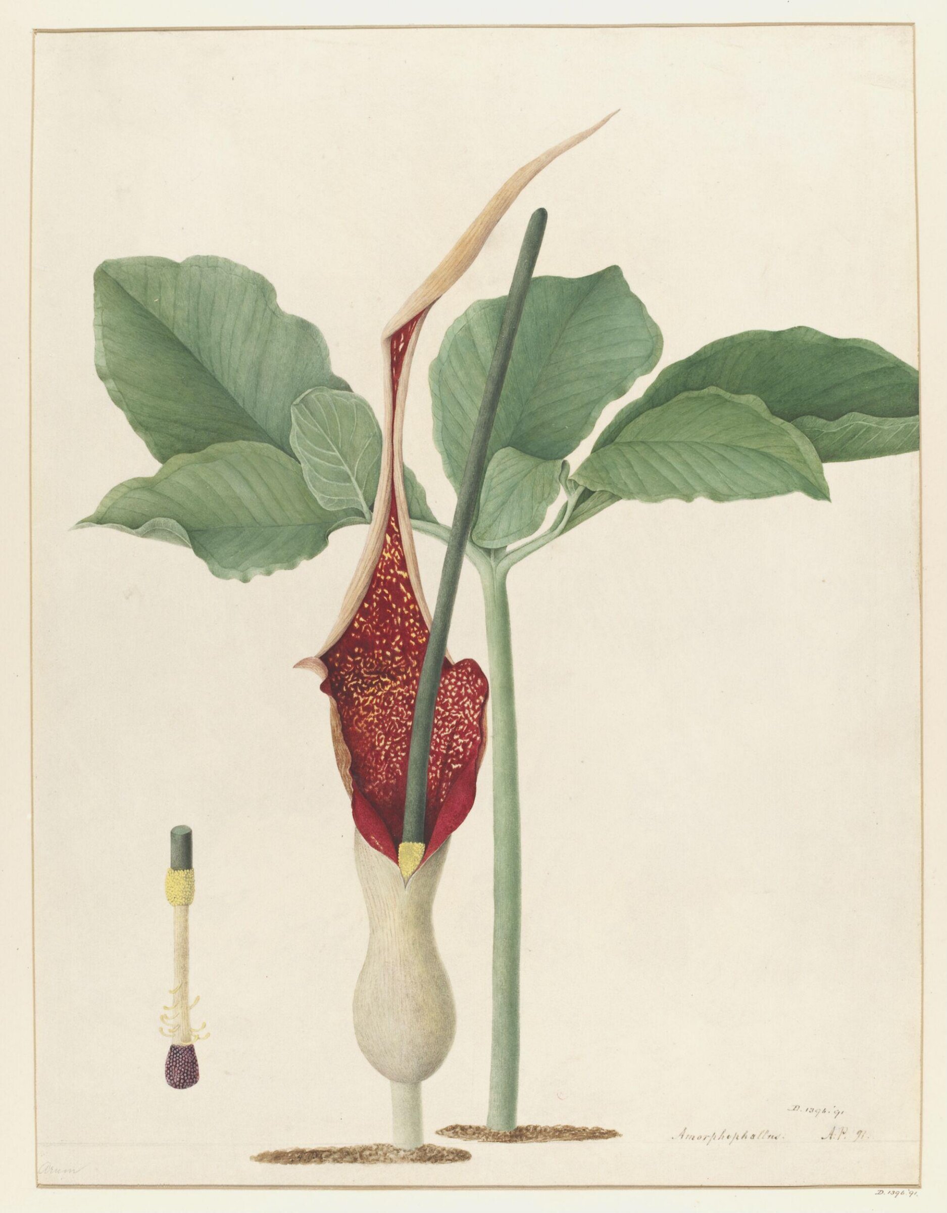 Drawing, A. Power, ca. 1800