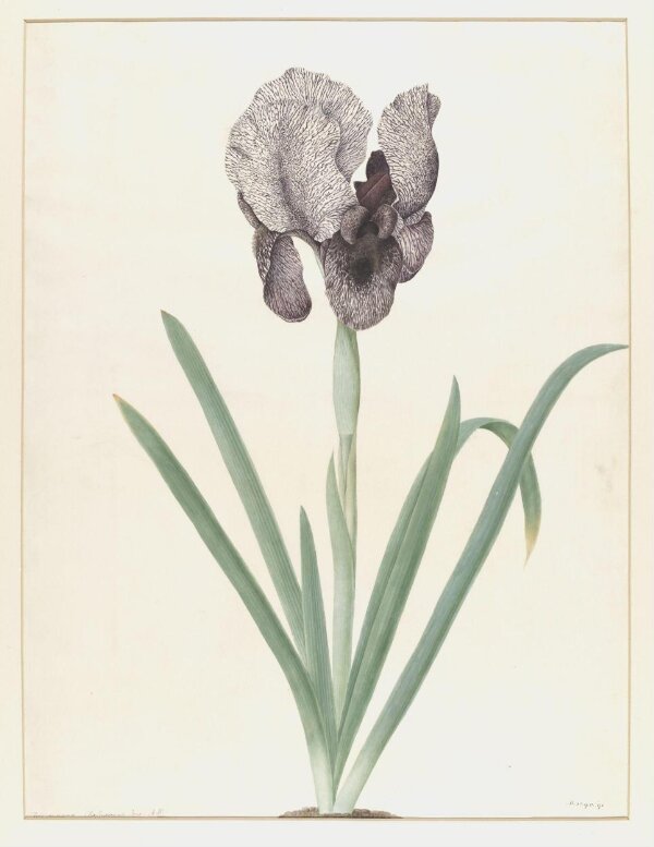 Drawing | Power, A. | V&A Explore The Collections