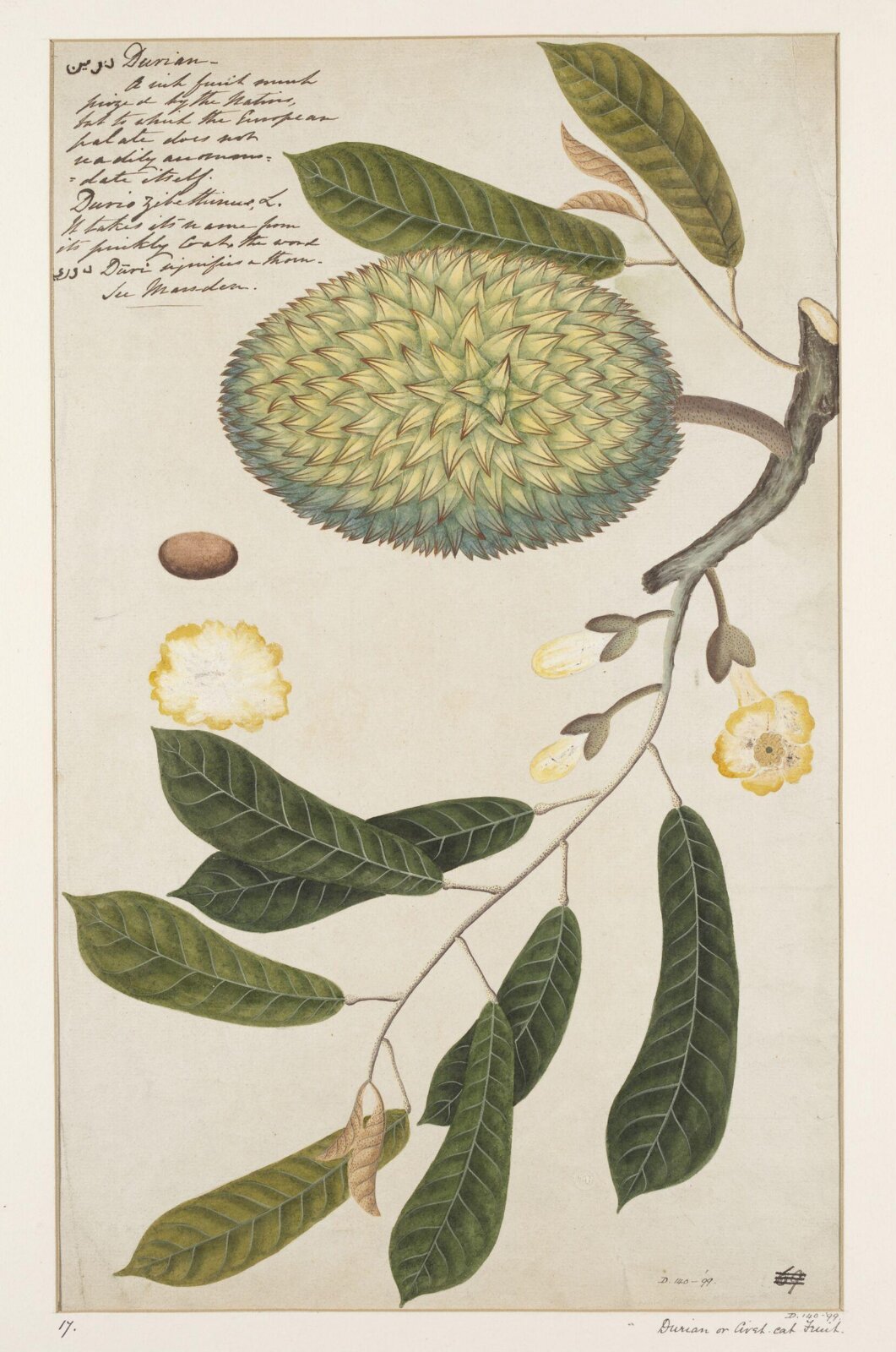Drawing, early 19th century