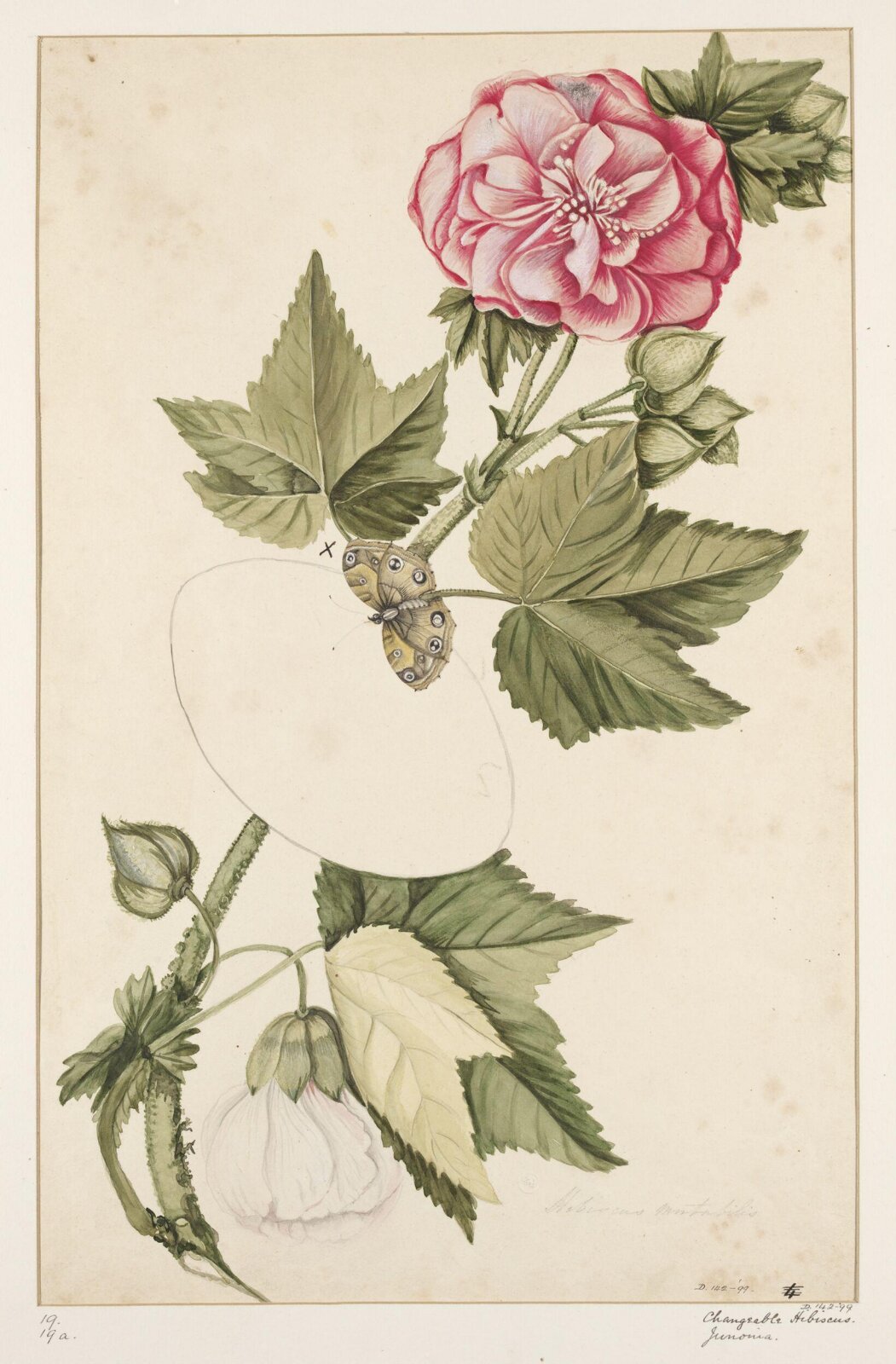 Drawing, early 19th century