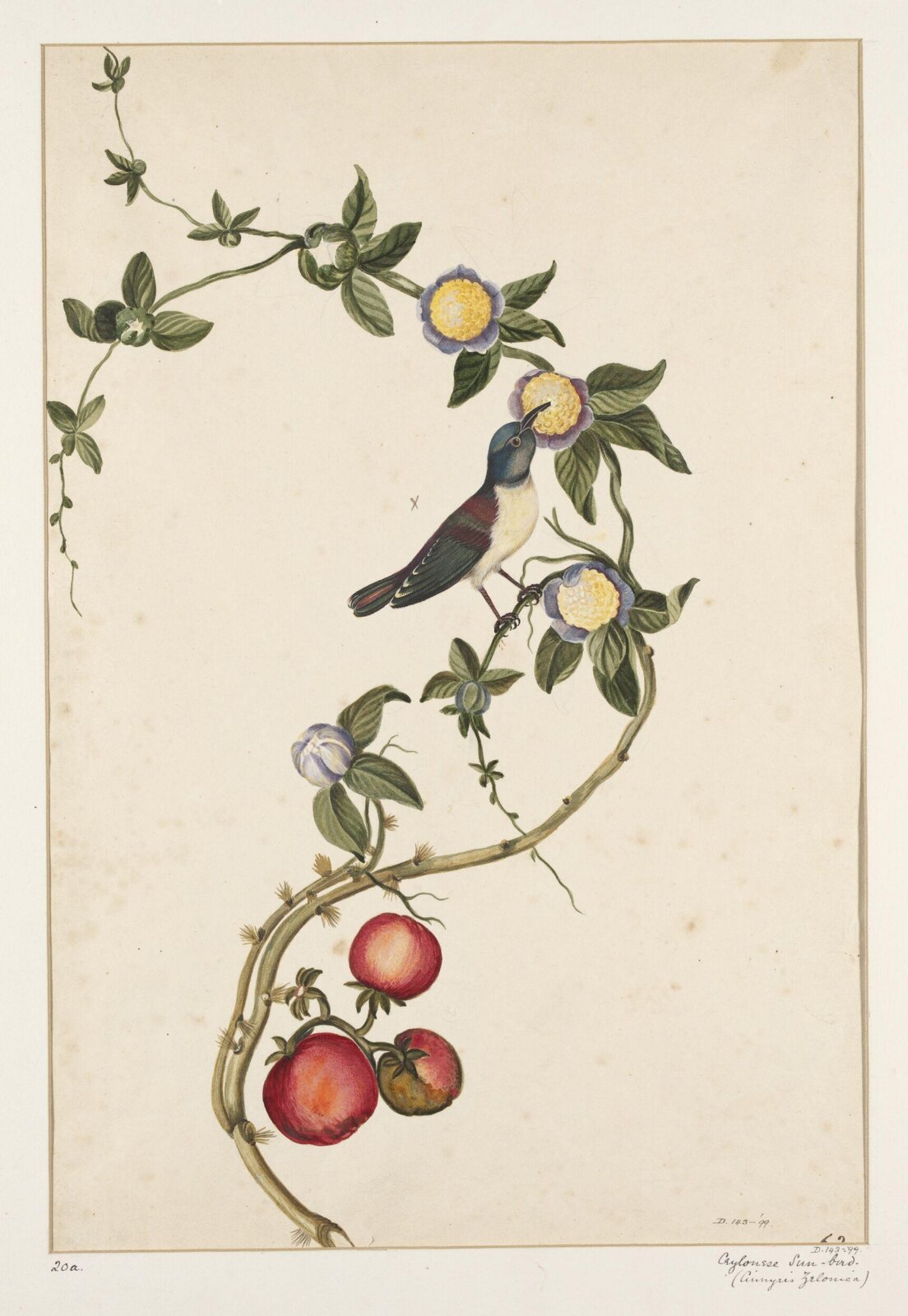 Drawing, early 19th century