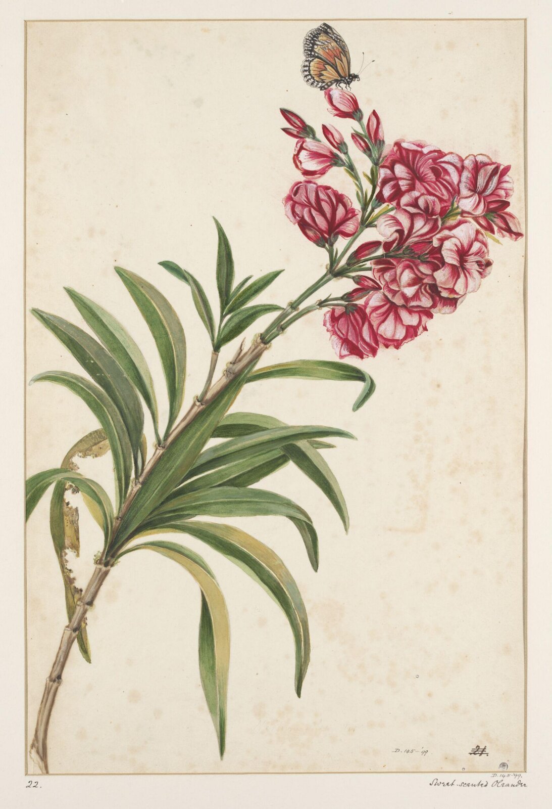 Drawing, early 19th century