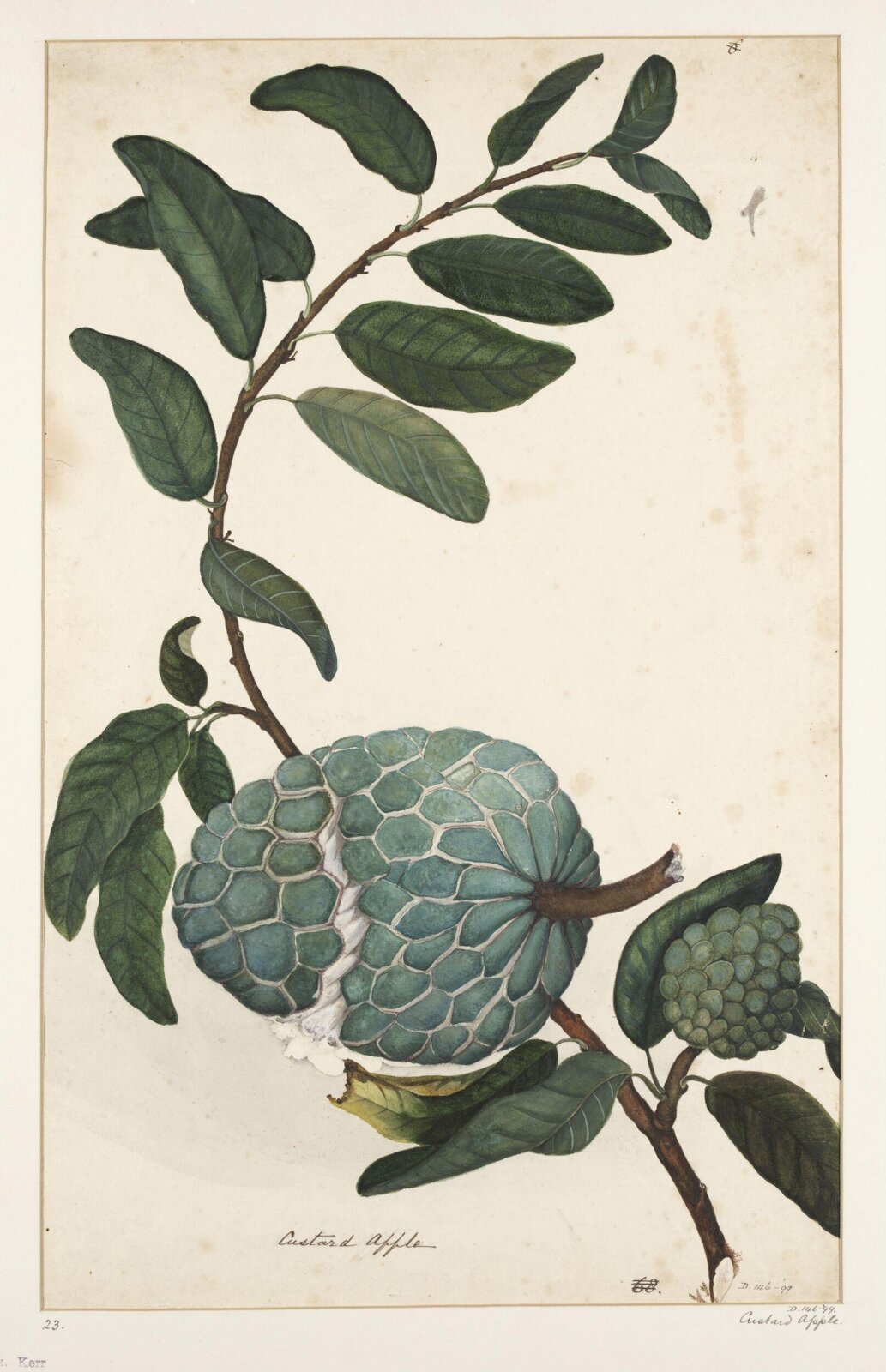 Drawing, early 19th century