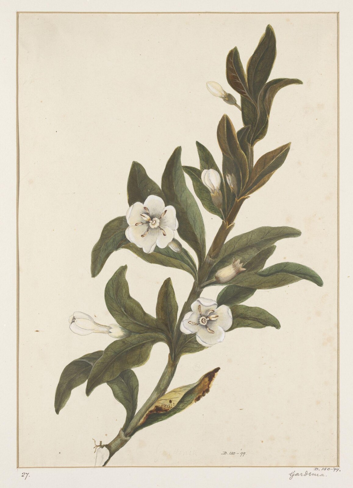 Drawing, early 19th century