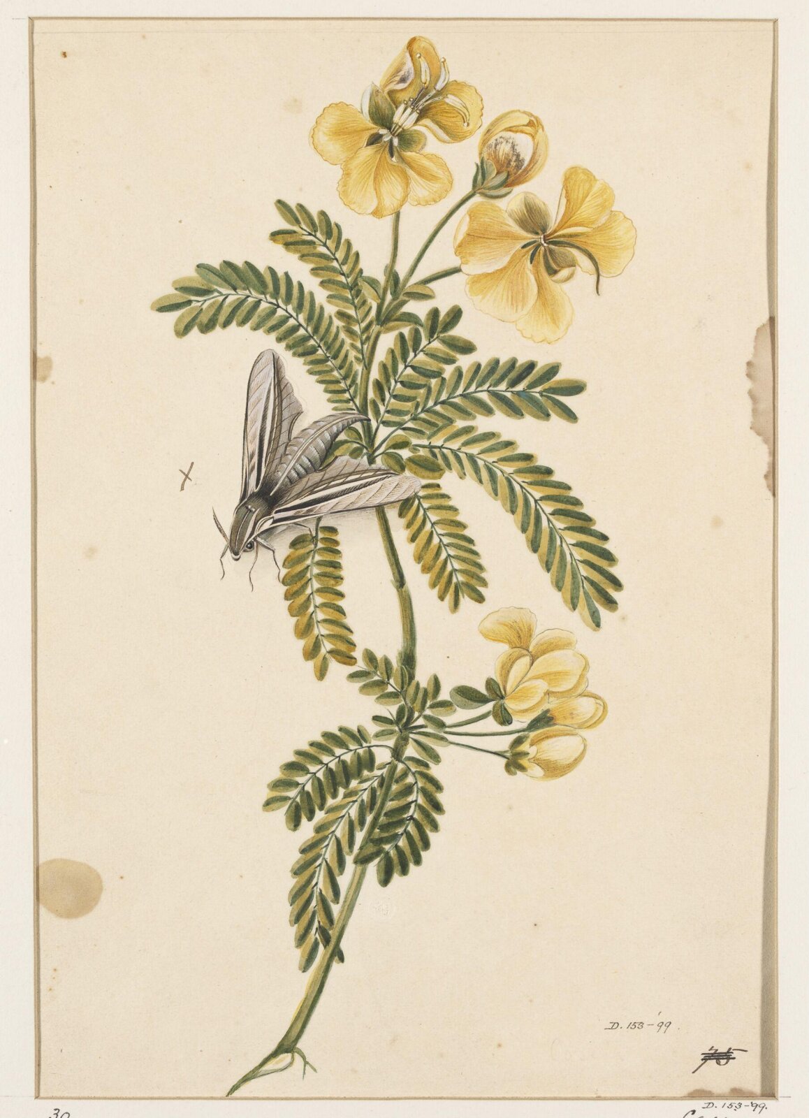 Drawing, early 19th century