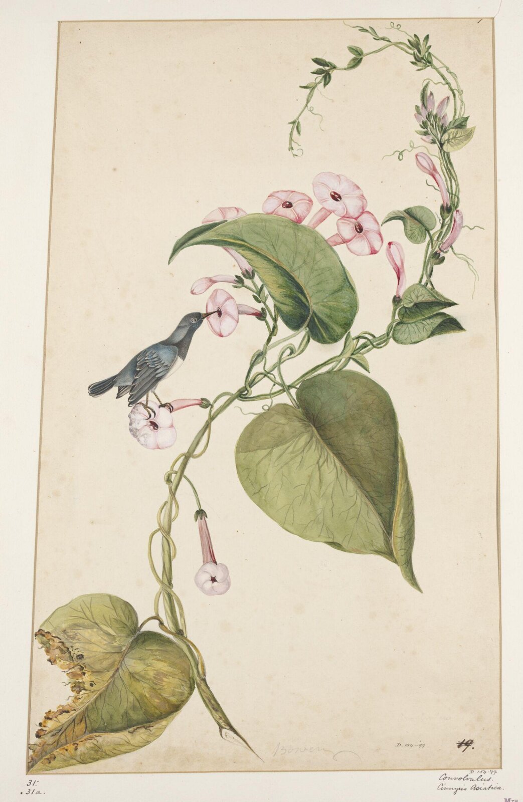 Drawing, early 19th century