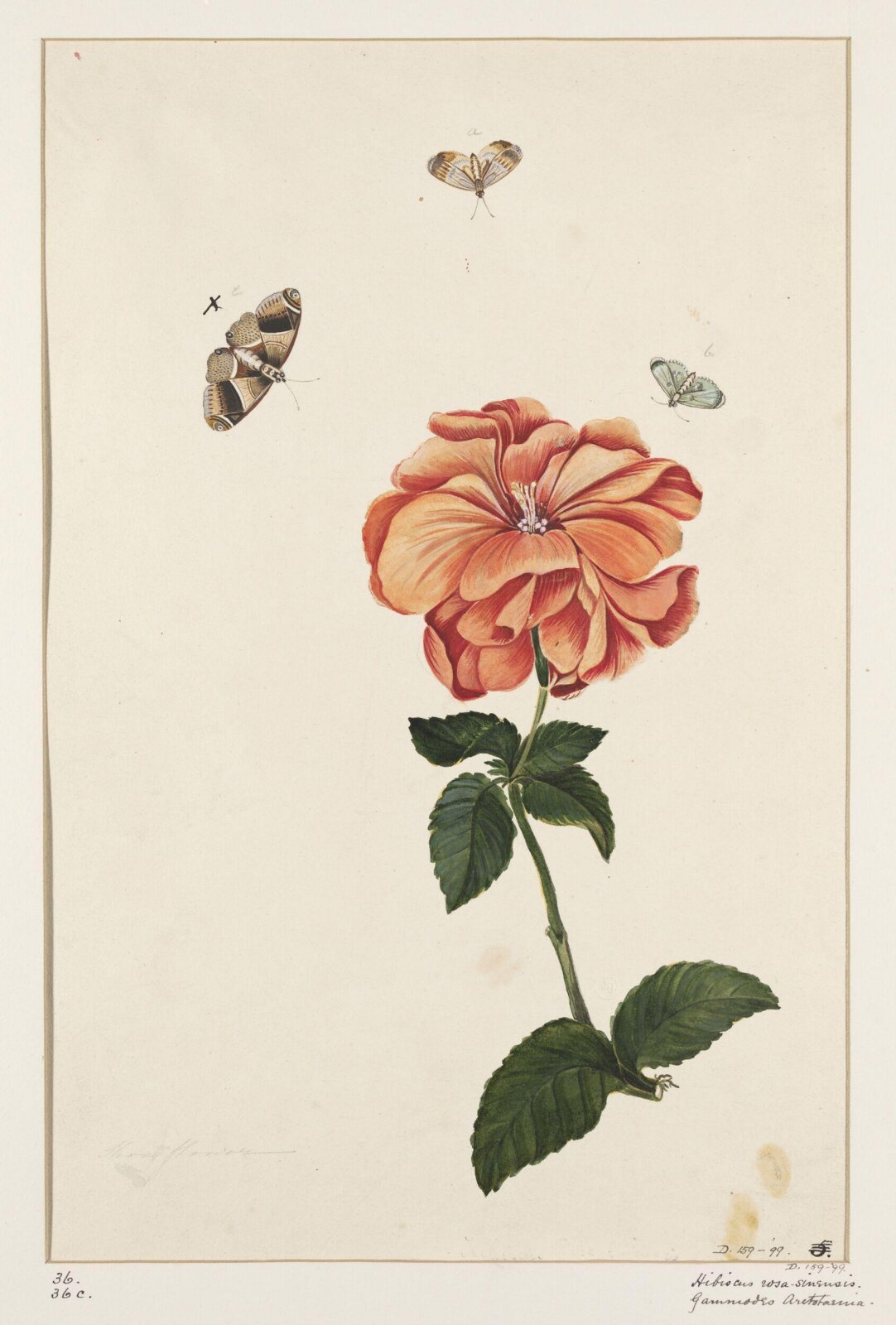 Drawing, early 19th century