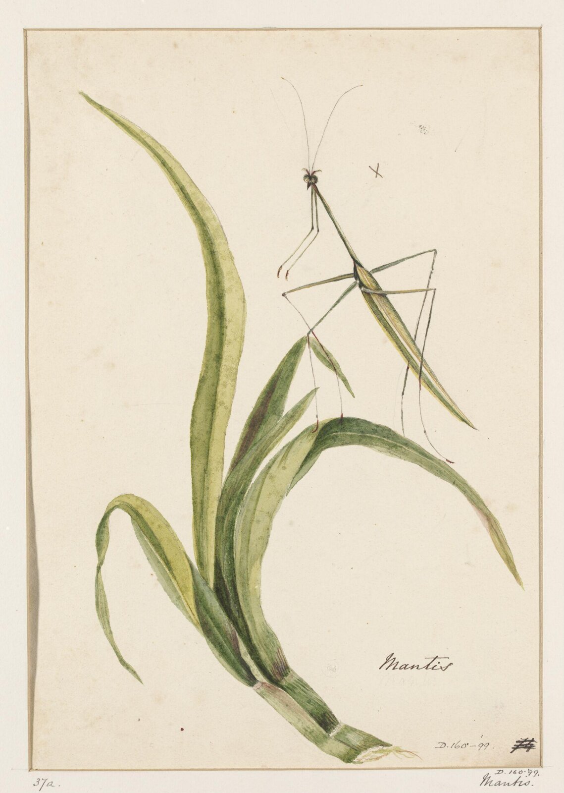 Drawing, early 19th century