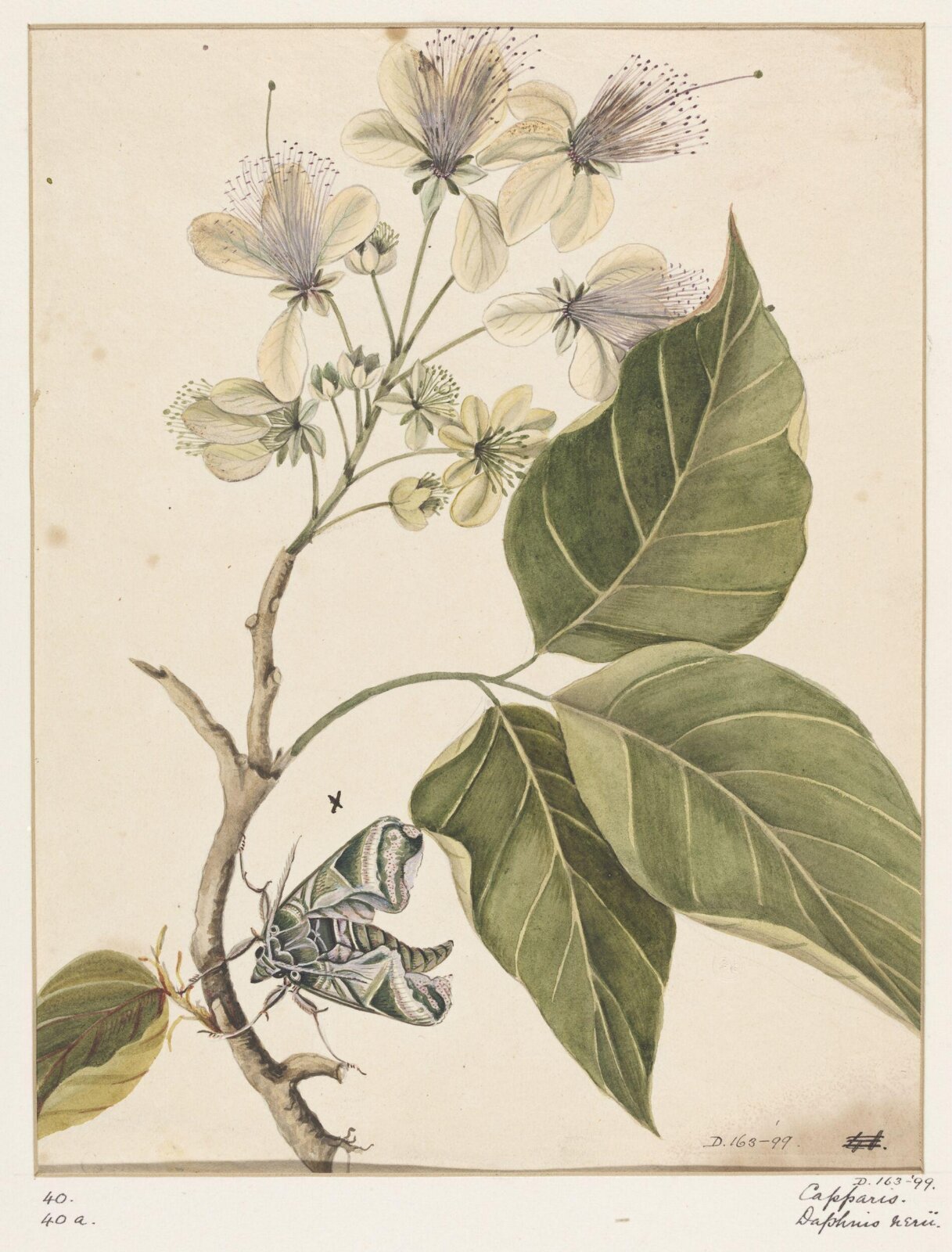 Drawing, early 19th century