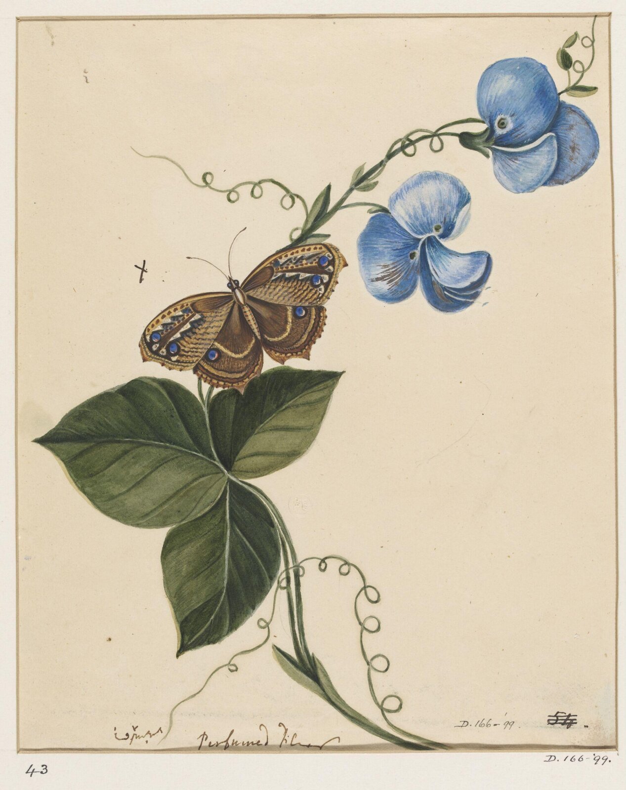 Drawing, early 19th century
