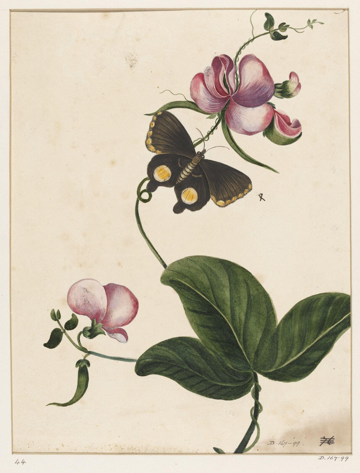 Drawing, early 19th century