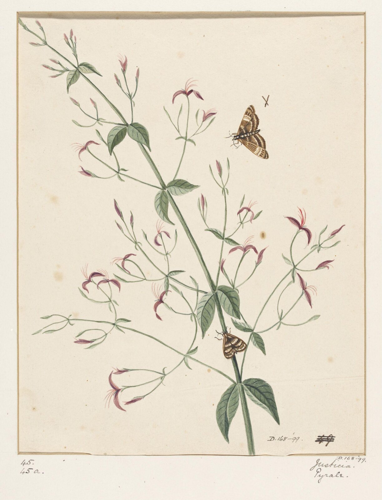 Drawing, early 19th century