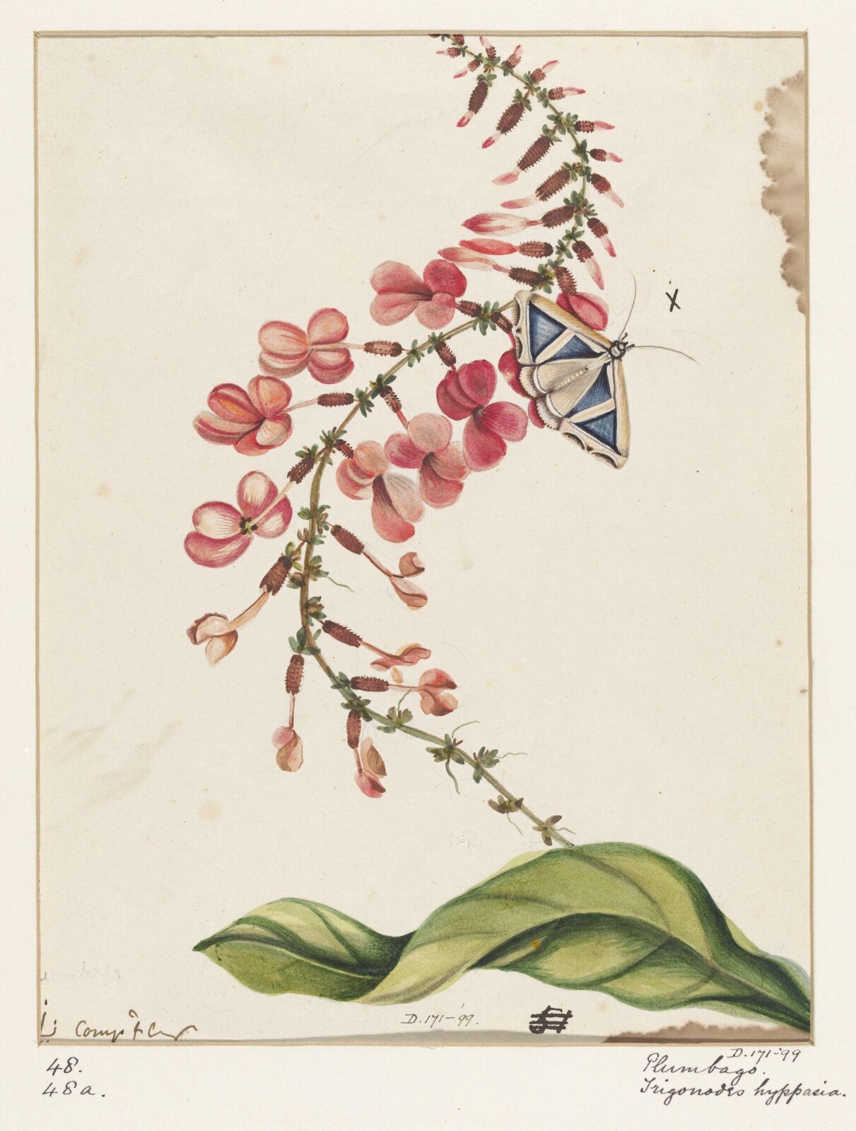 Drawing, early 19th century
