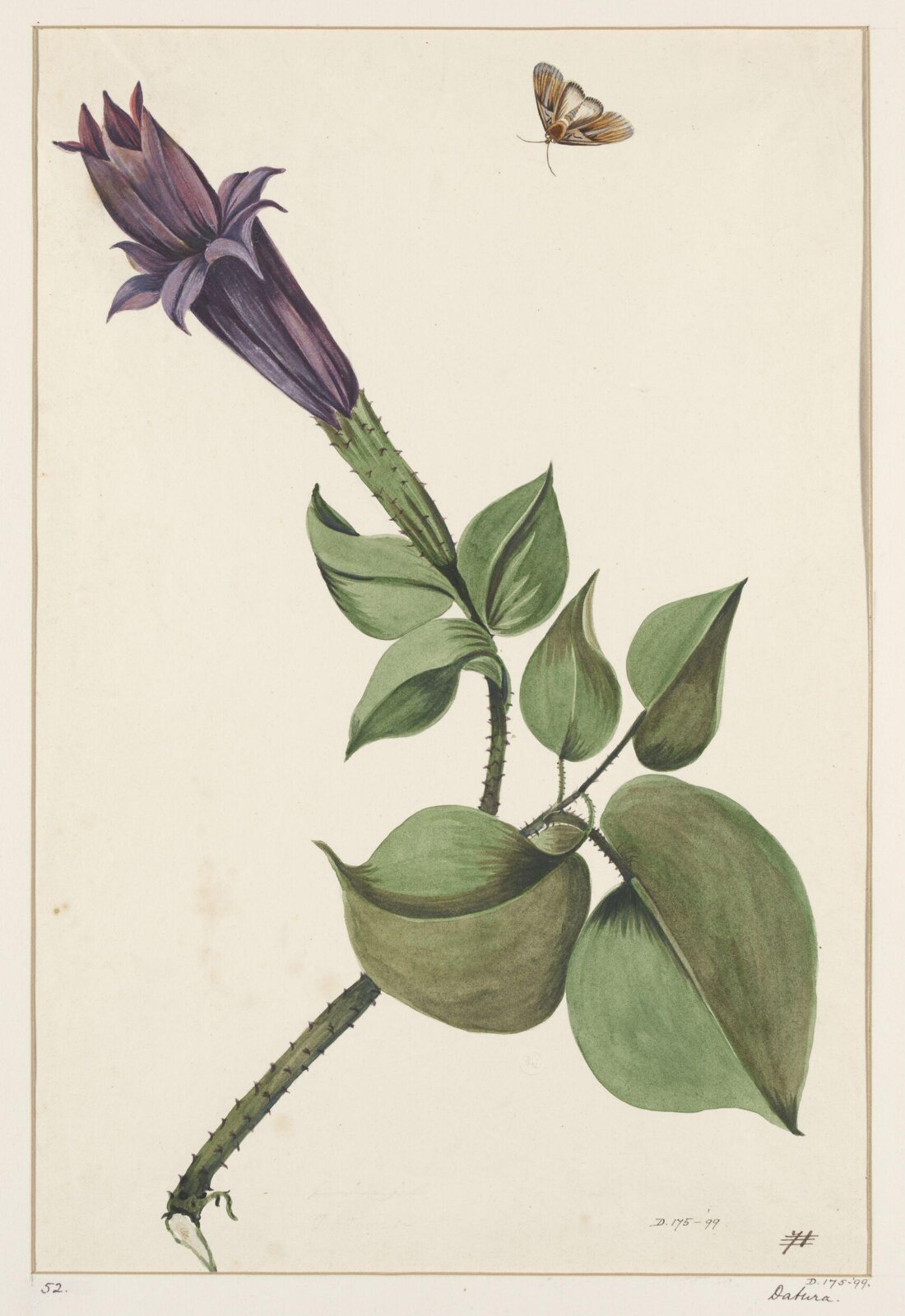 Drawing, early 19th century
