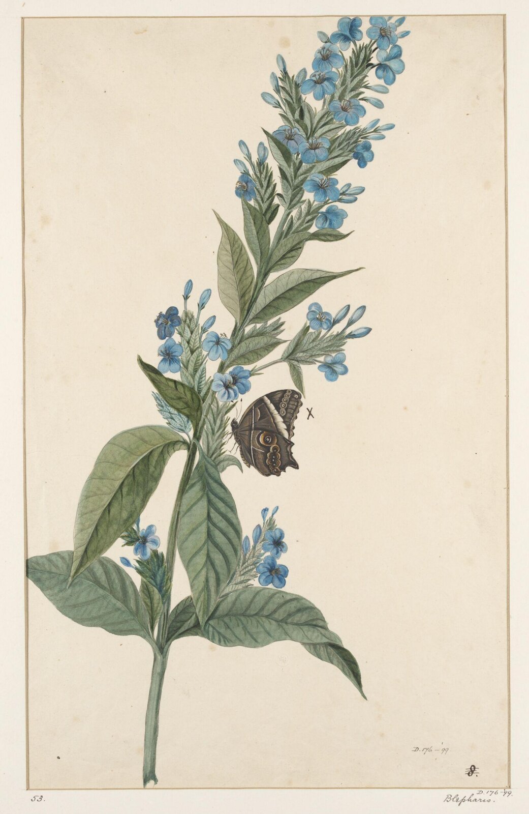 Drawing, early 19th century