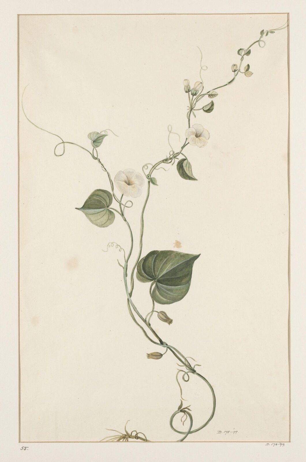 Drawing, early 19th century