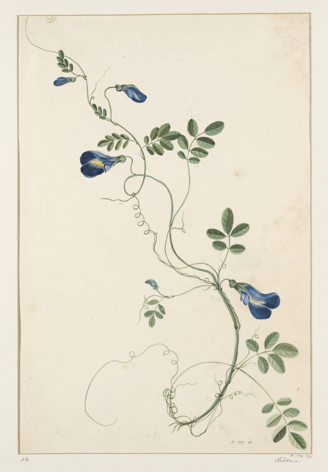 Drawing, early 19th century