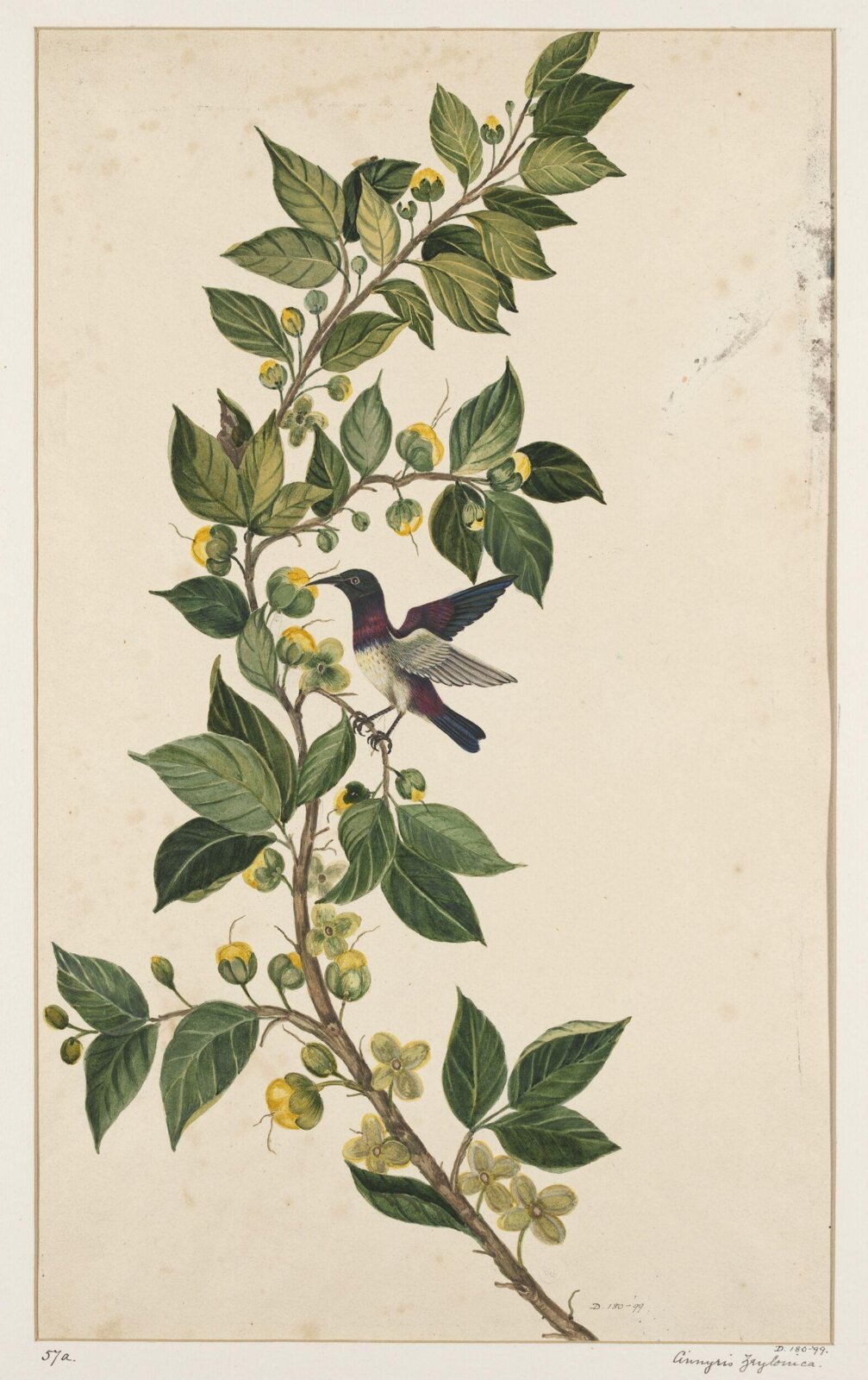 Drawing, early 19th century