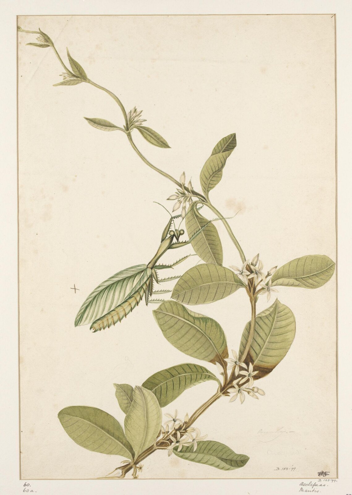 Drawing, early 19th century