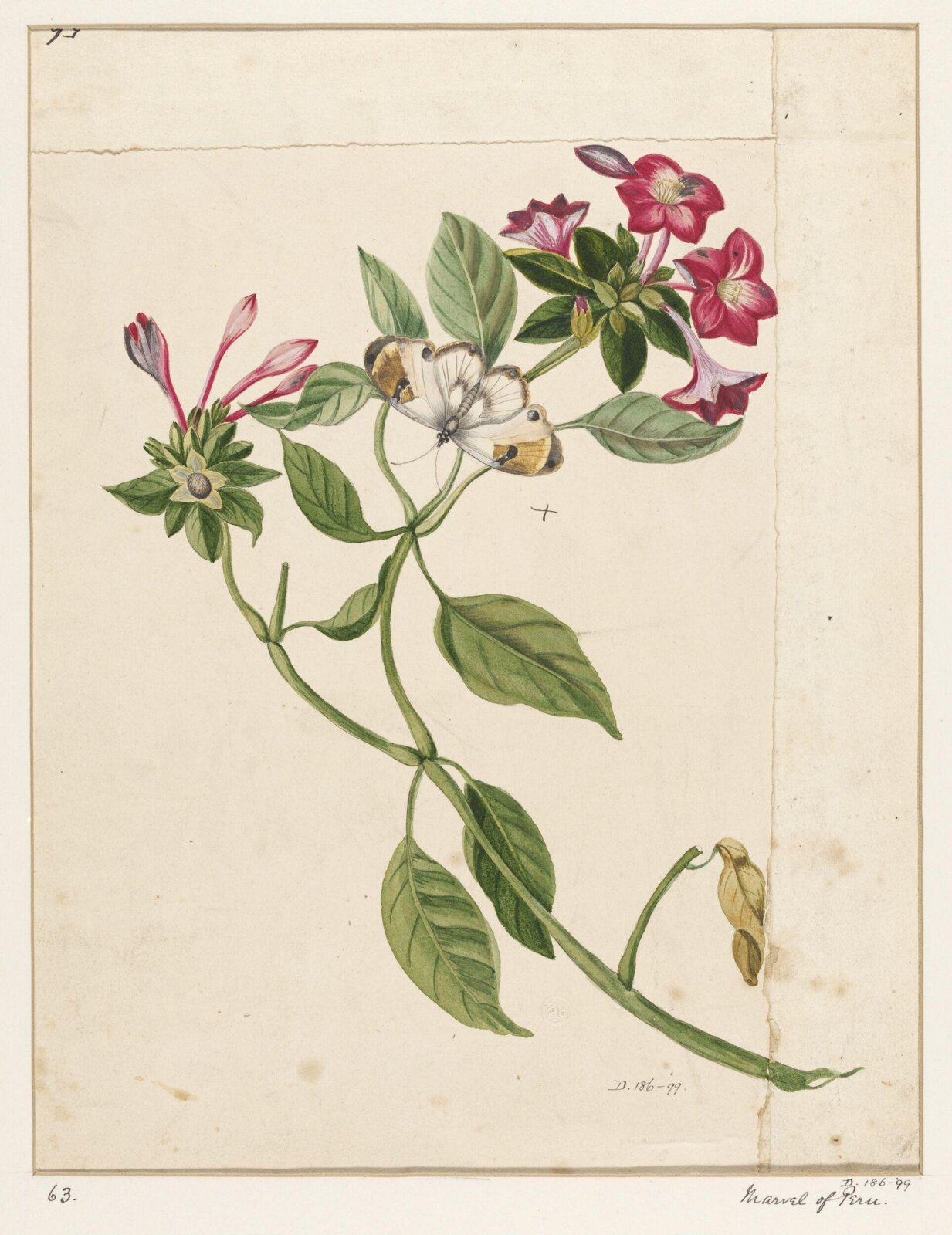 Drawing, early 19th century