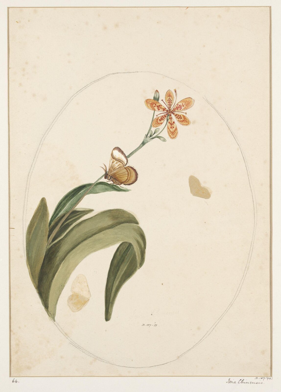 Drawing, early 19th century