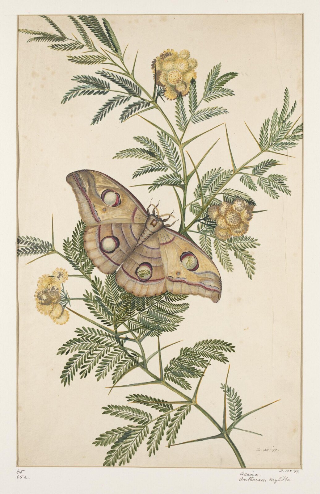 Drawing, early 19th century