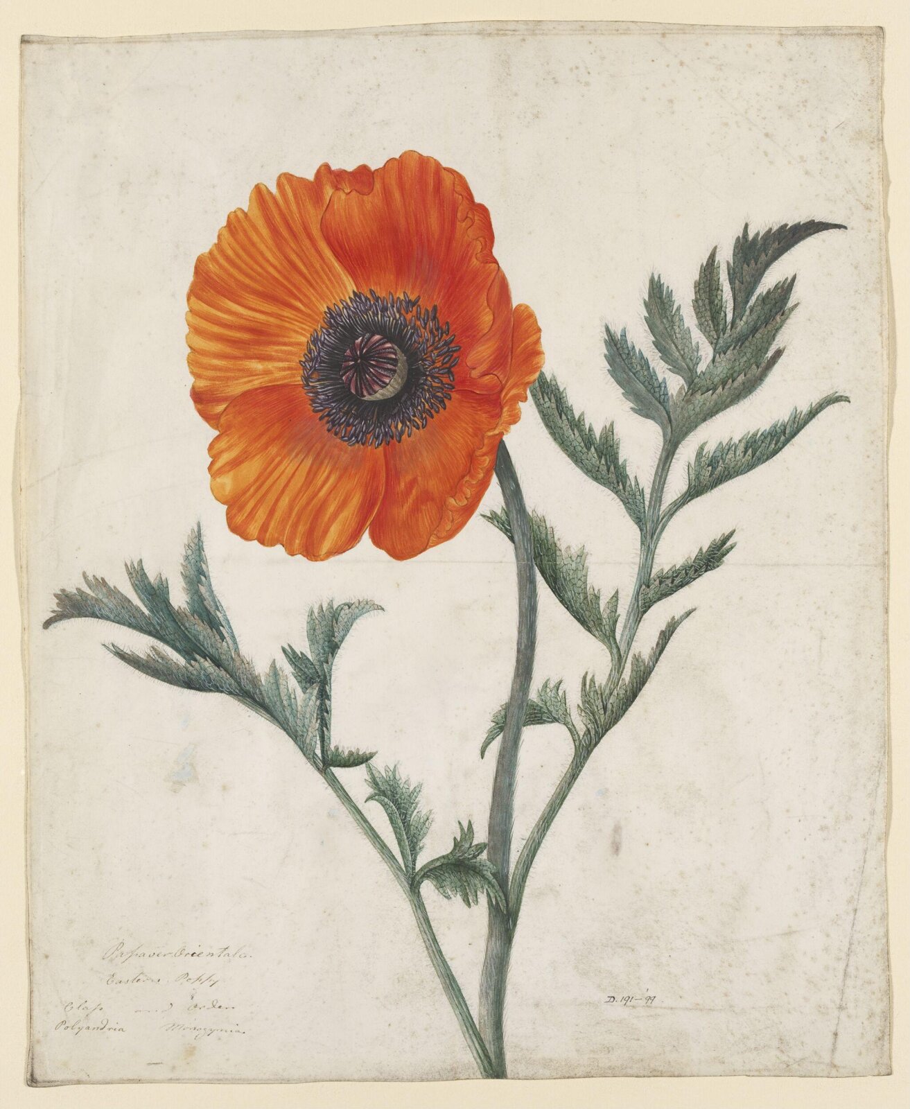 Watercolour, Louisa Hay Kerr, 19th century