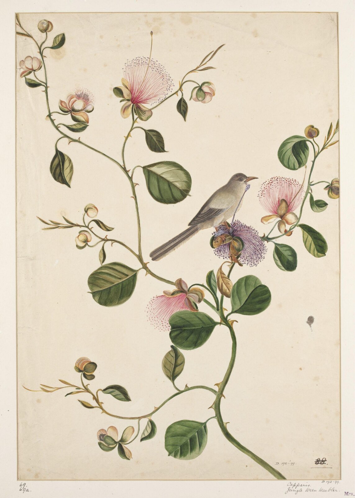 Drawing, early 19th century