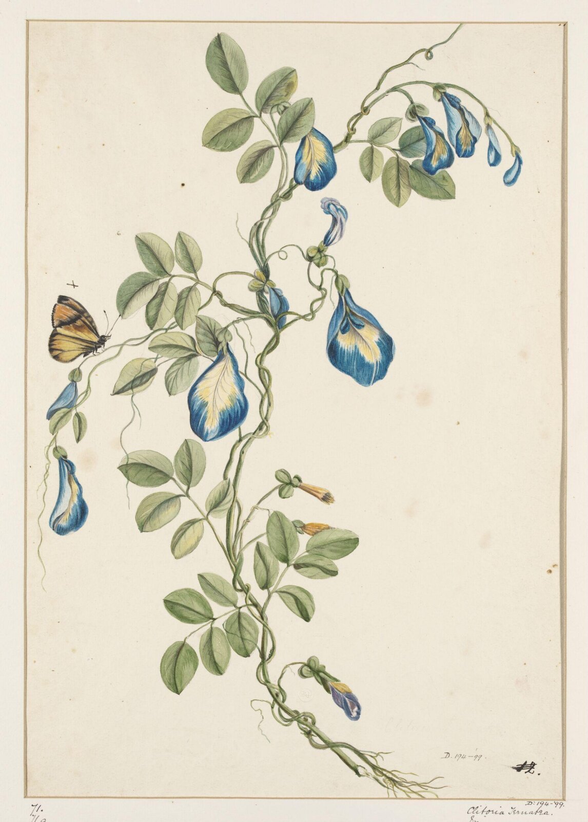 Drawing, early 19th century
