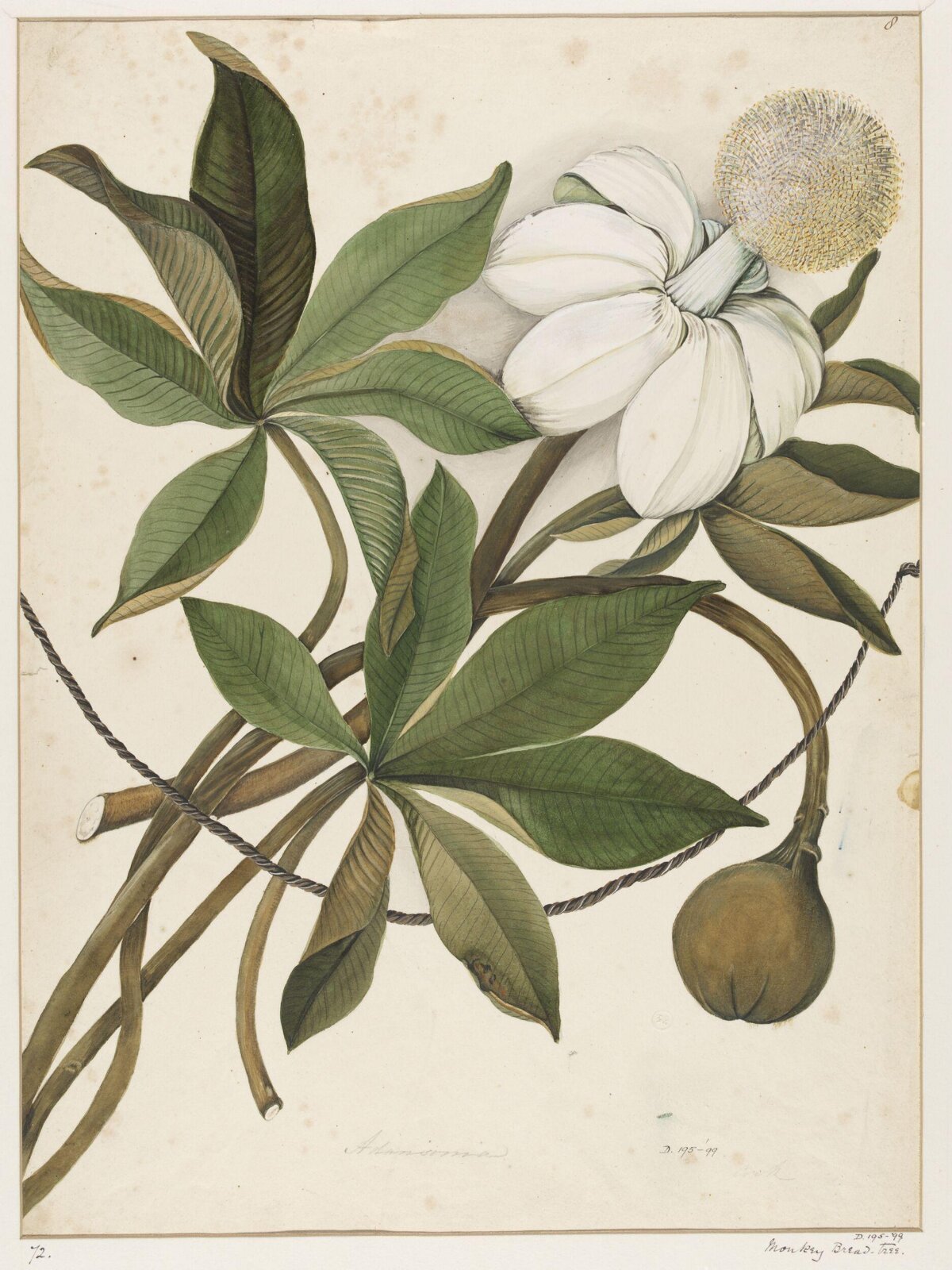Drawing, early 19th century