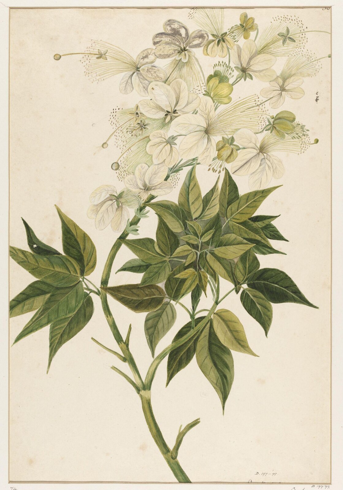 Drawing, early 19th century