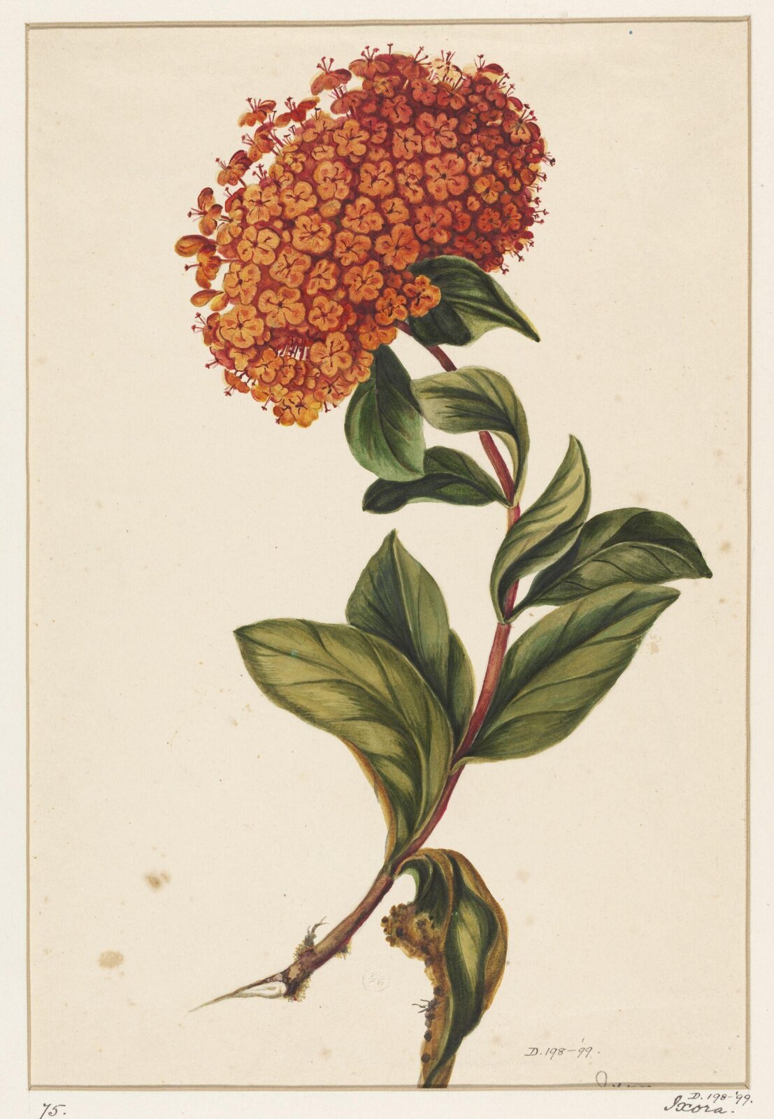 Drawing, early 19th century