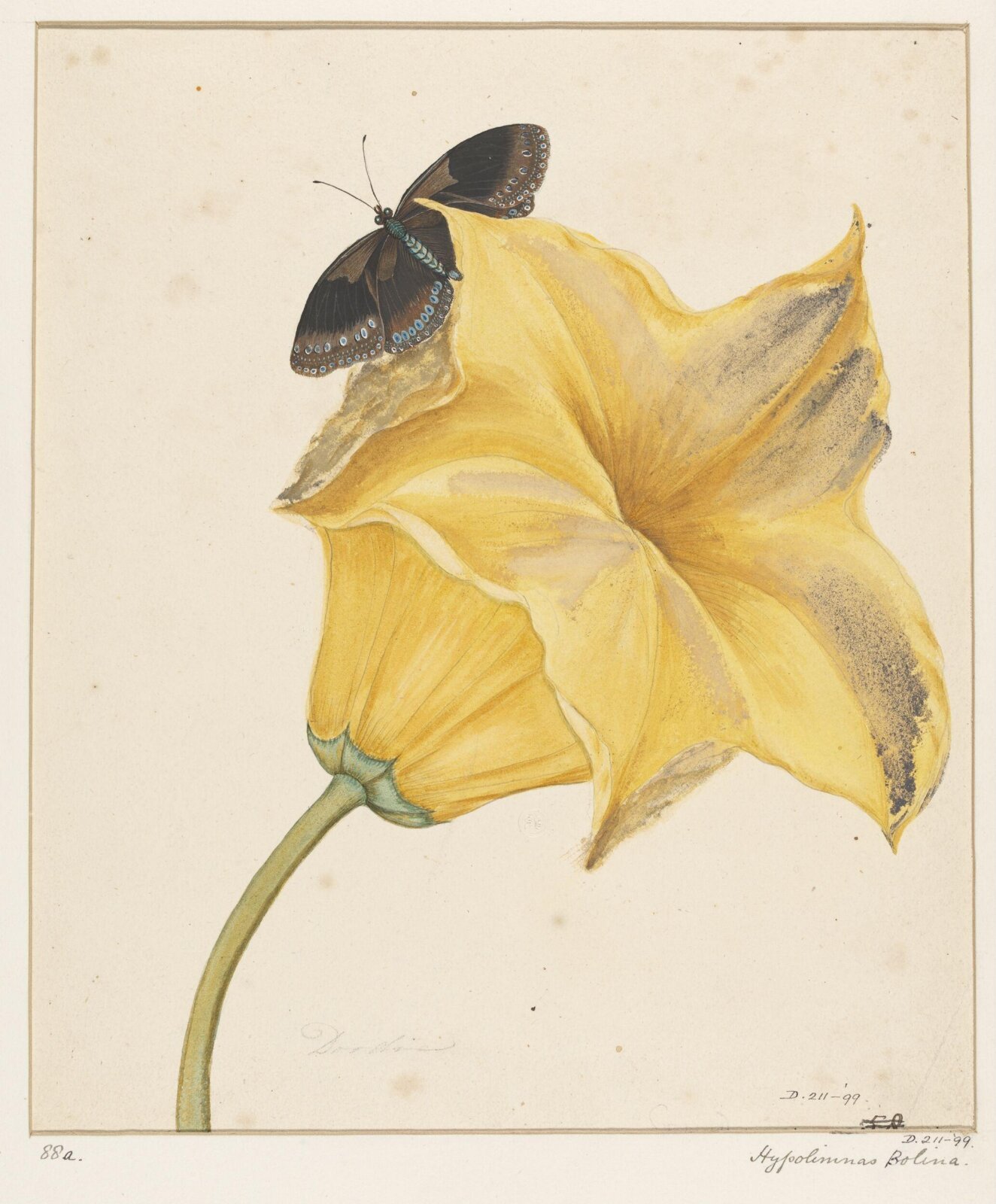 Drawing, early 19th century