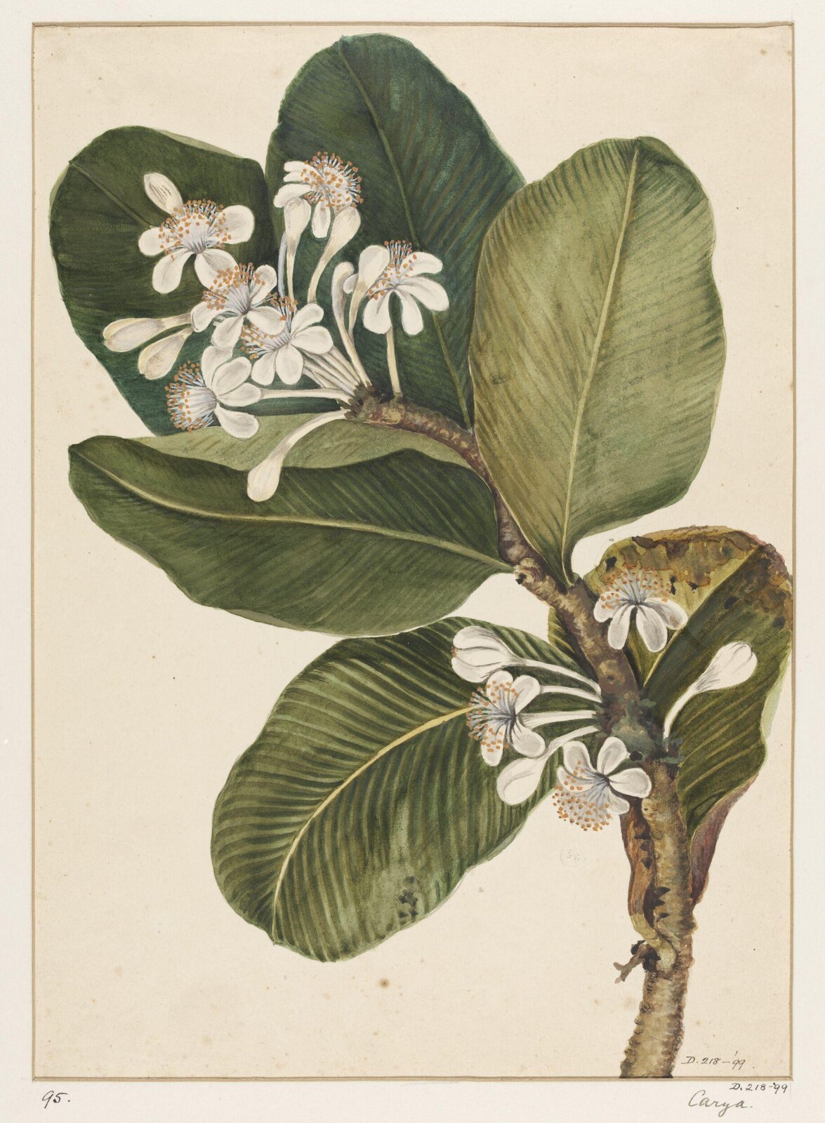 Drawing, early 19th century