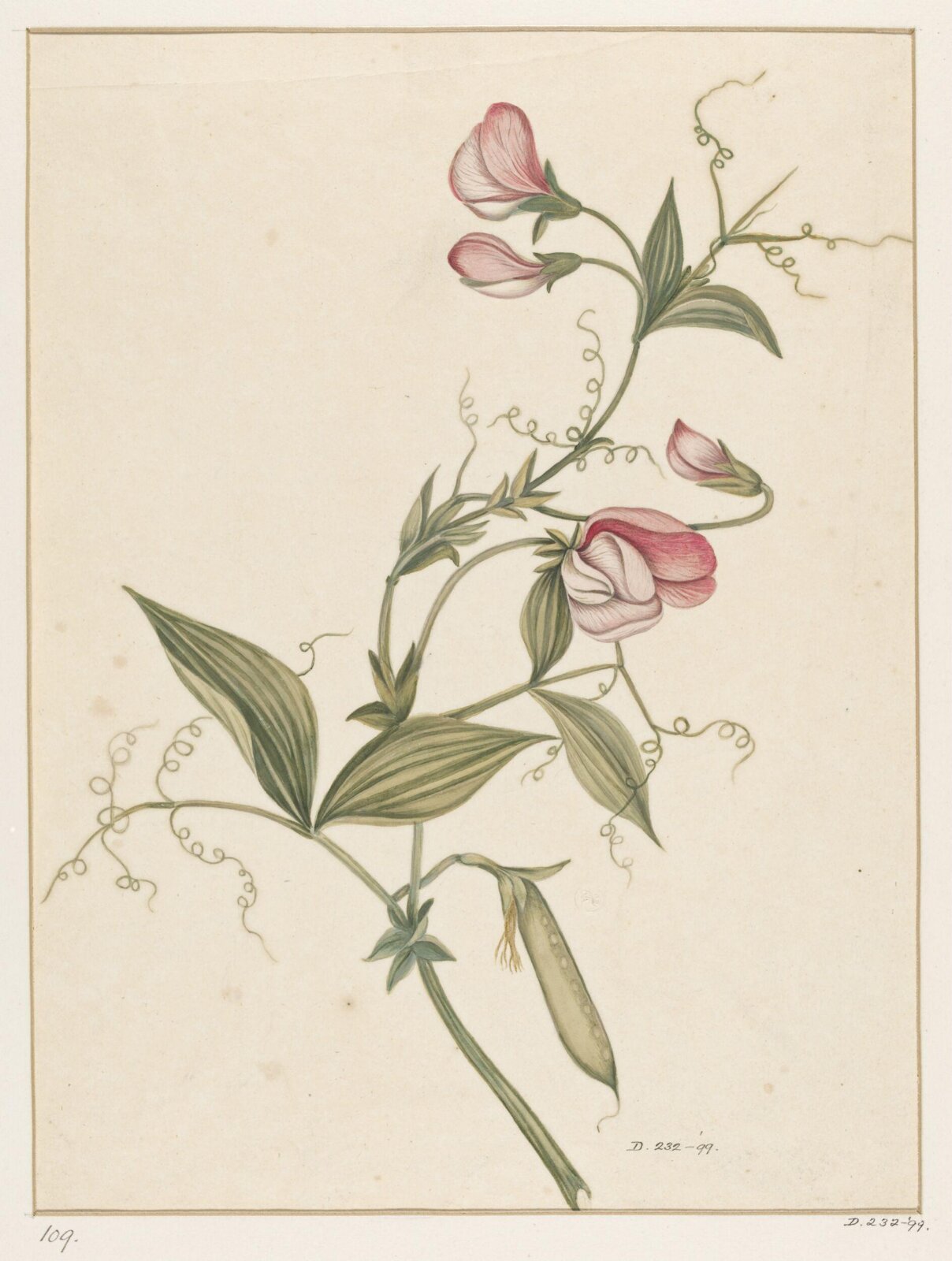 Drawing, early 19th century
