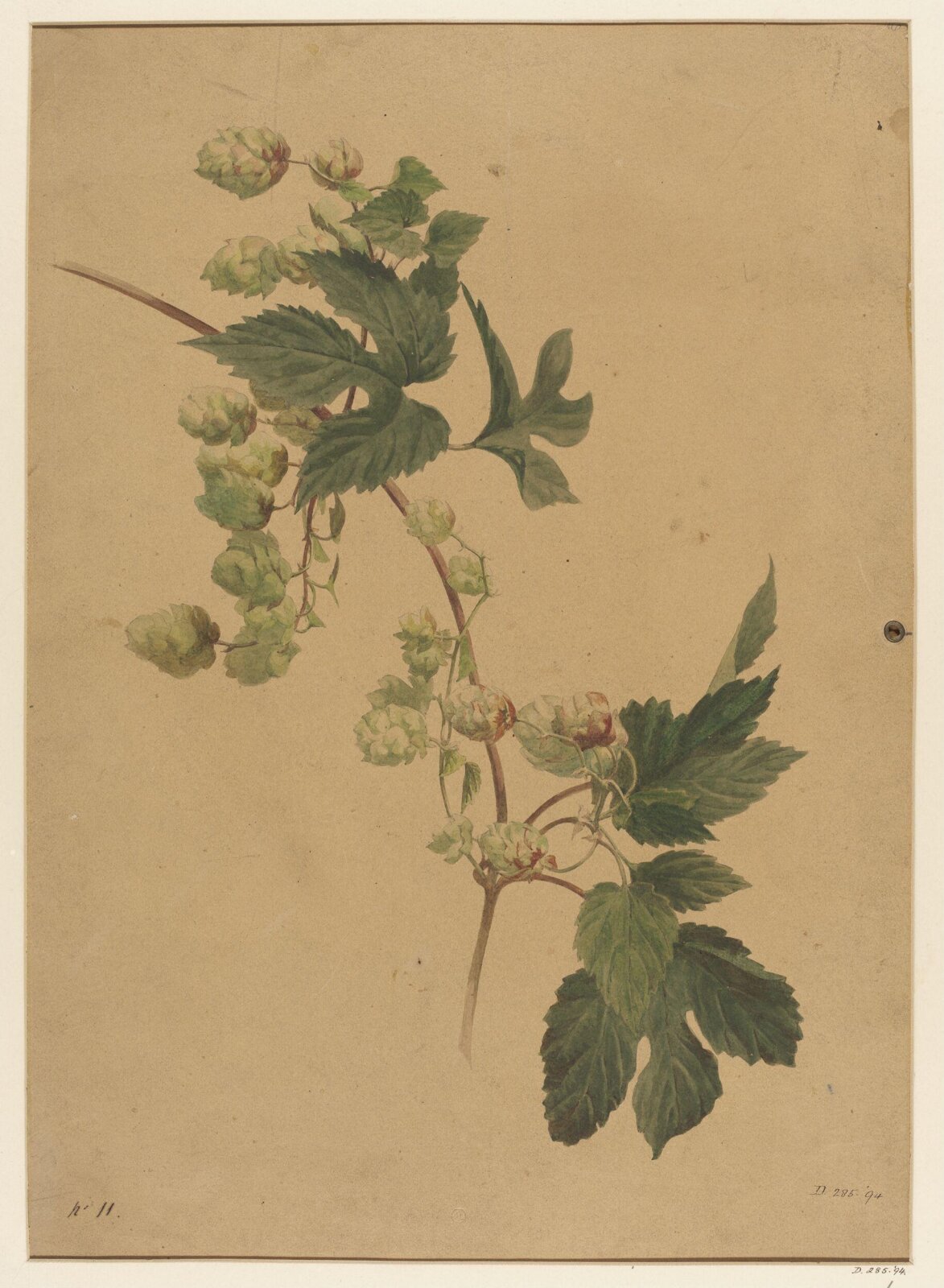 Drawing, Charles Polisch, ca. 1845