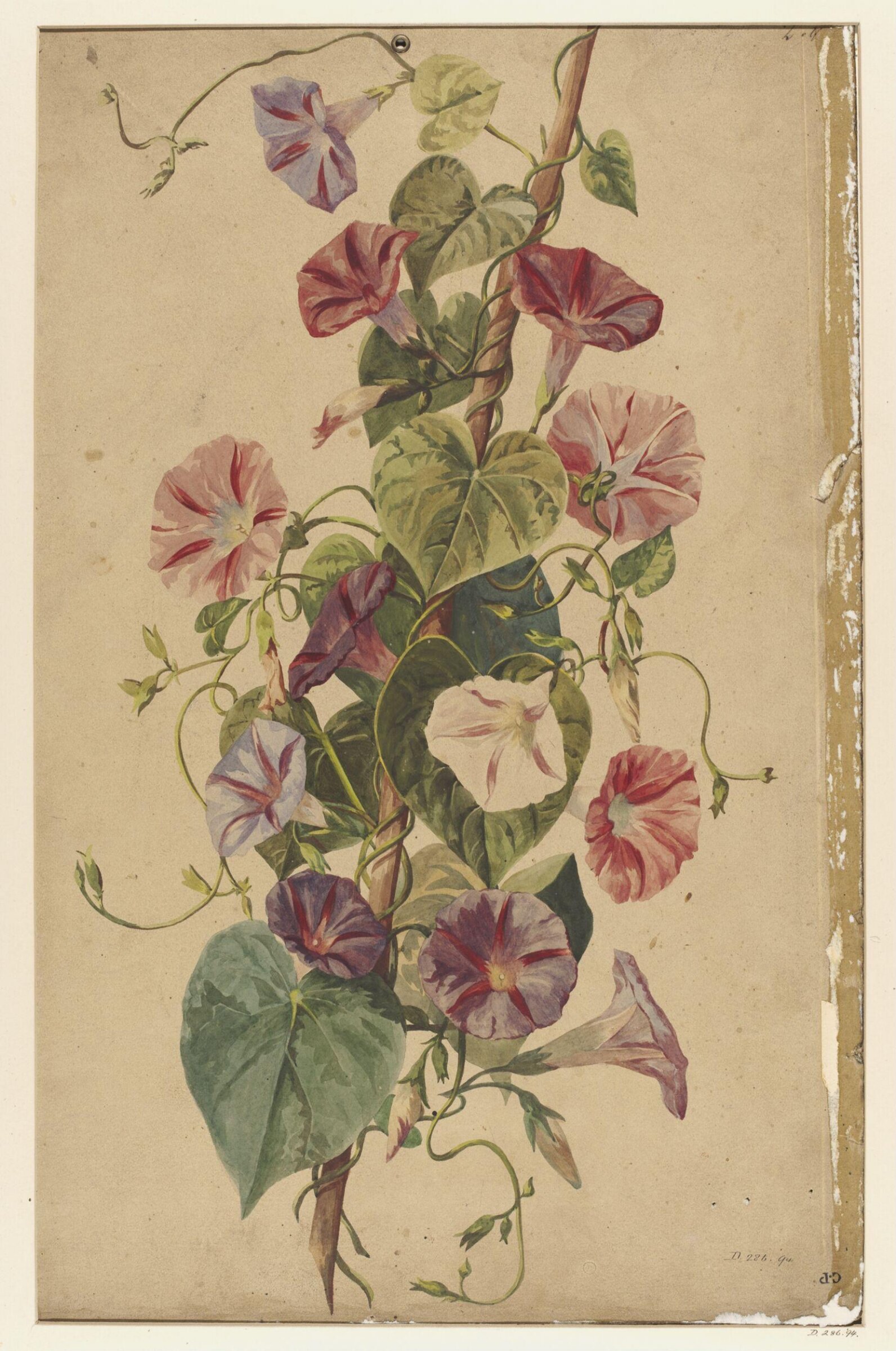 Drawing, Charles Polisch, ca. 1845