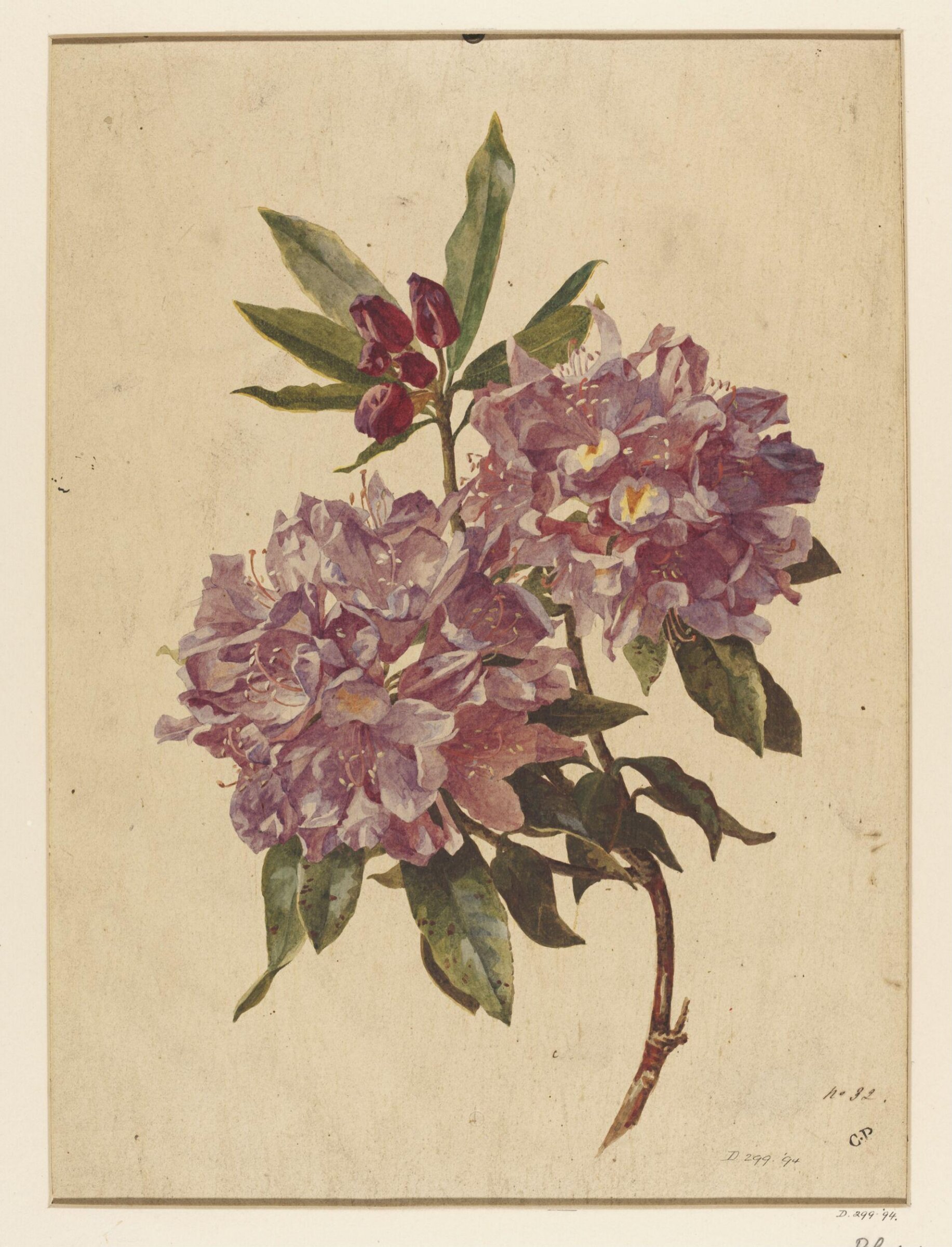Drawing, Charles Polisch, ca. 1845
