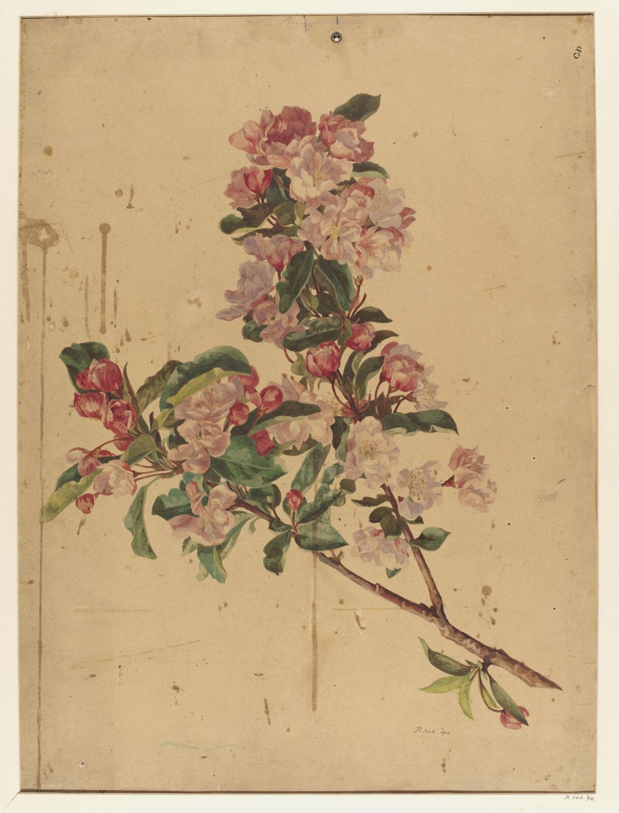 Drawing, Charles Polisch, ca. 1845