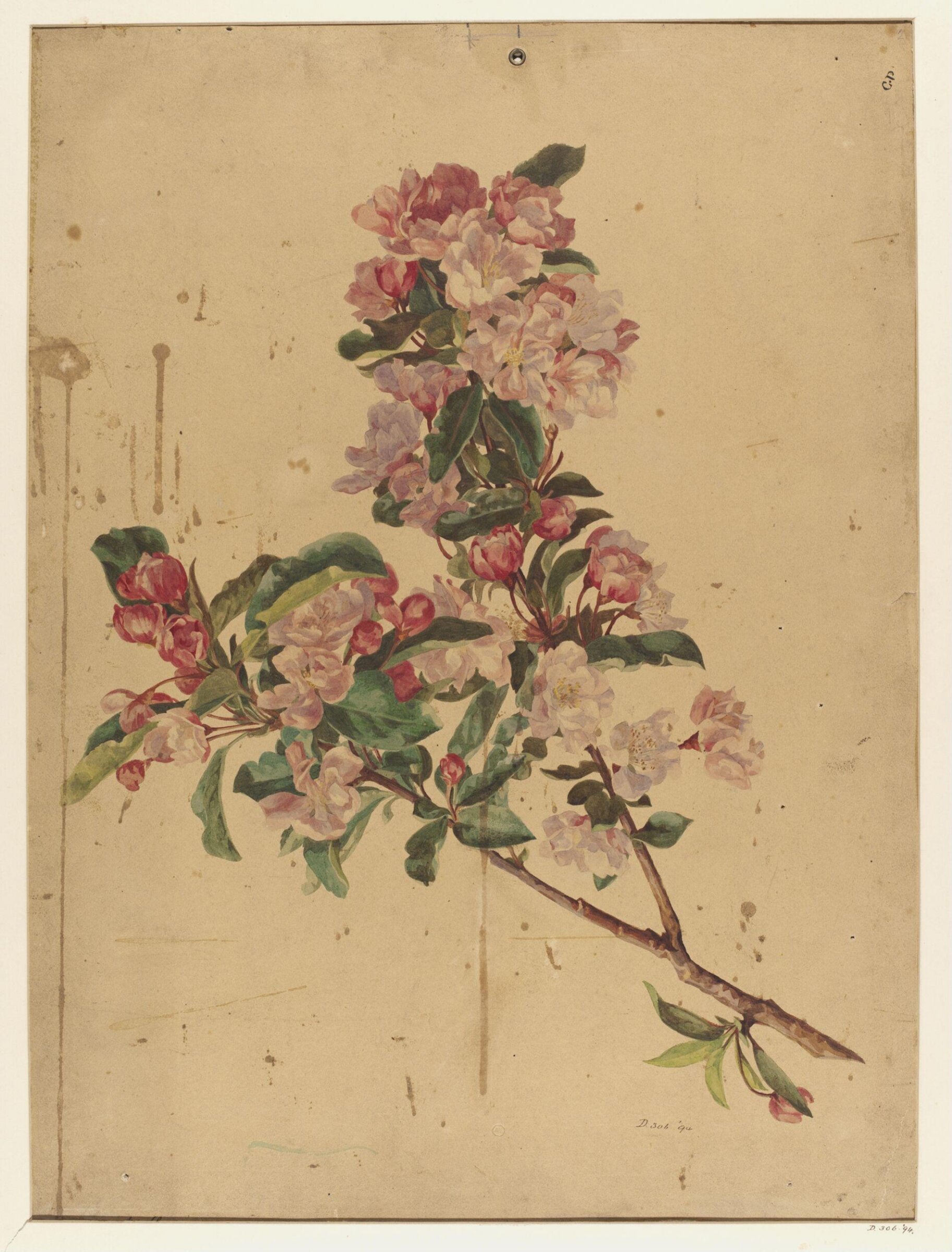 Drawing, Charles Polisch, ca. 1845