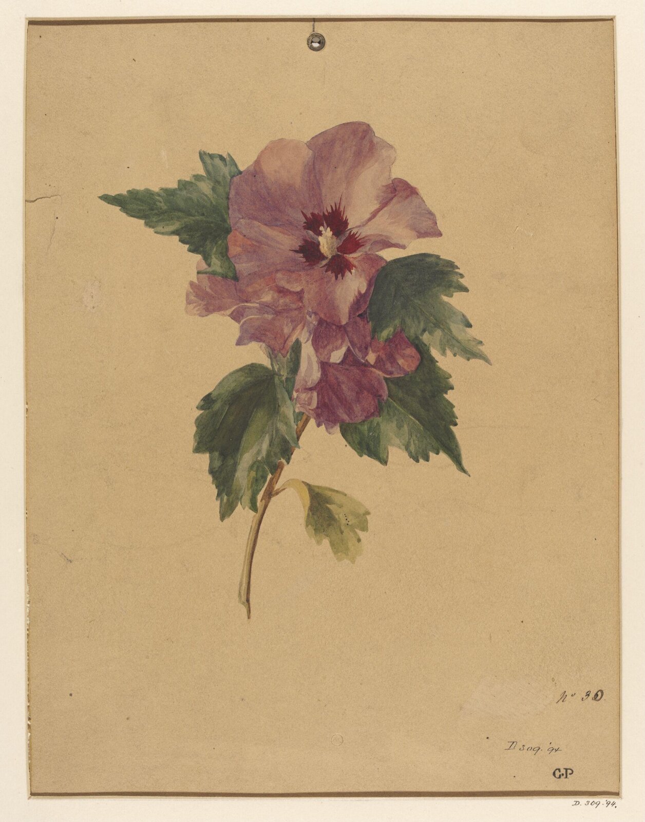 Drawing, Charles Polisch, ca. 1845