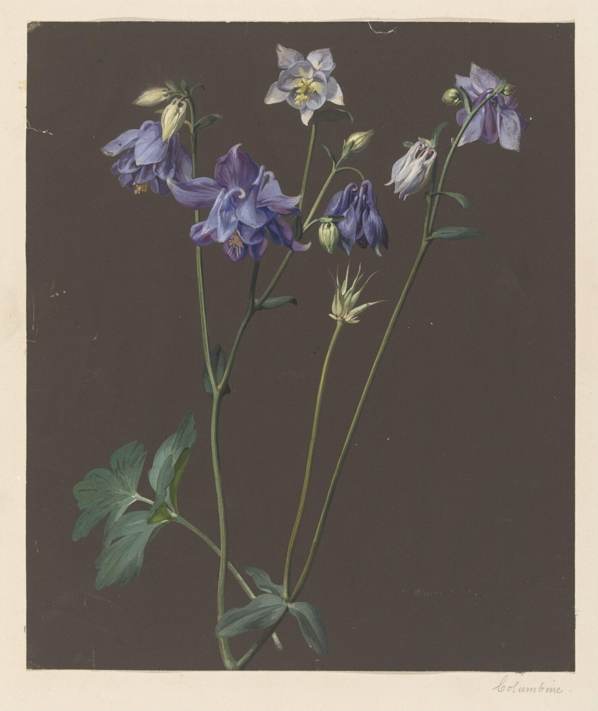 Drawing, Charles Polisch, ca. 1845