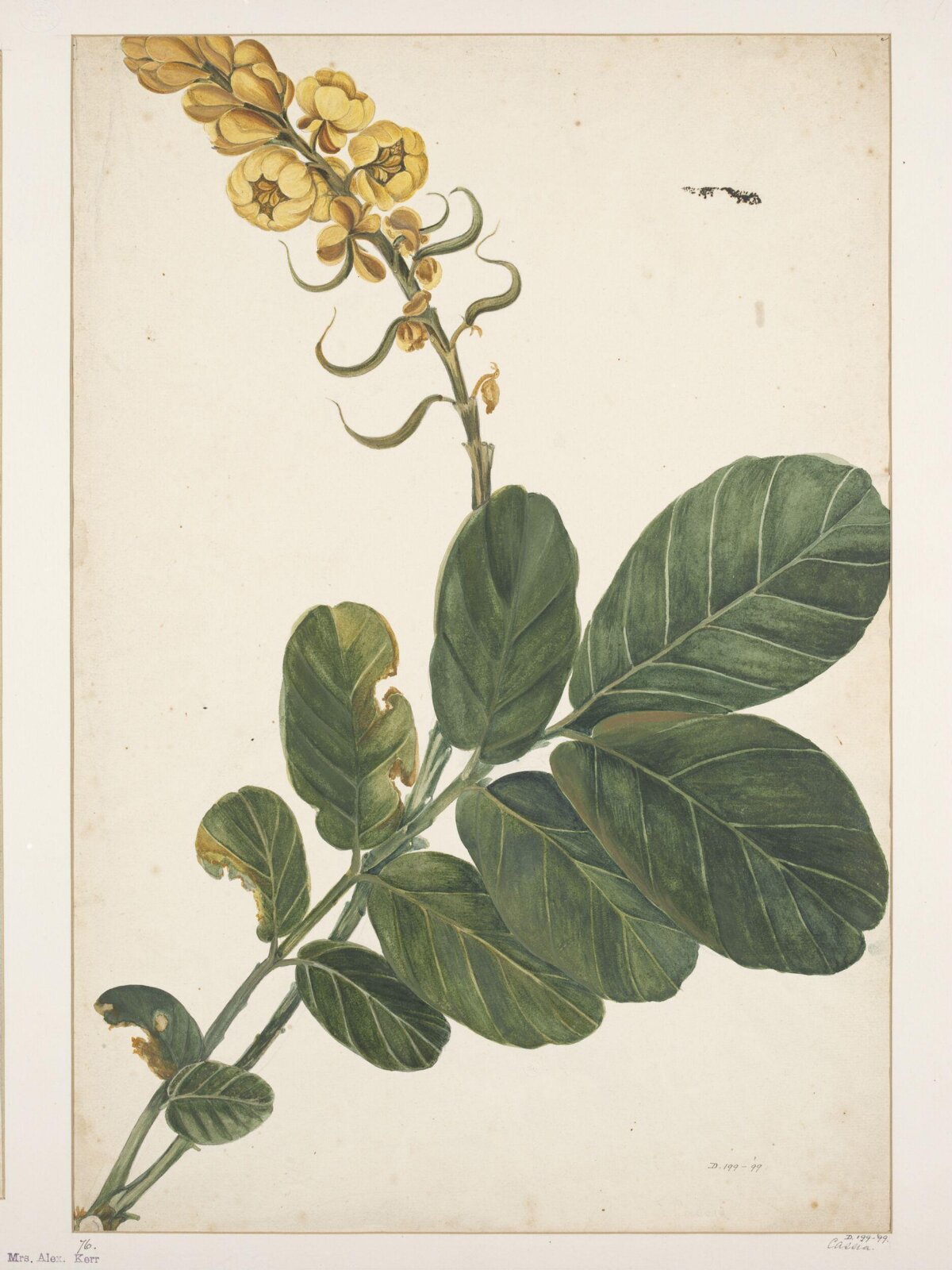Drawing, early 19th century