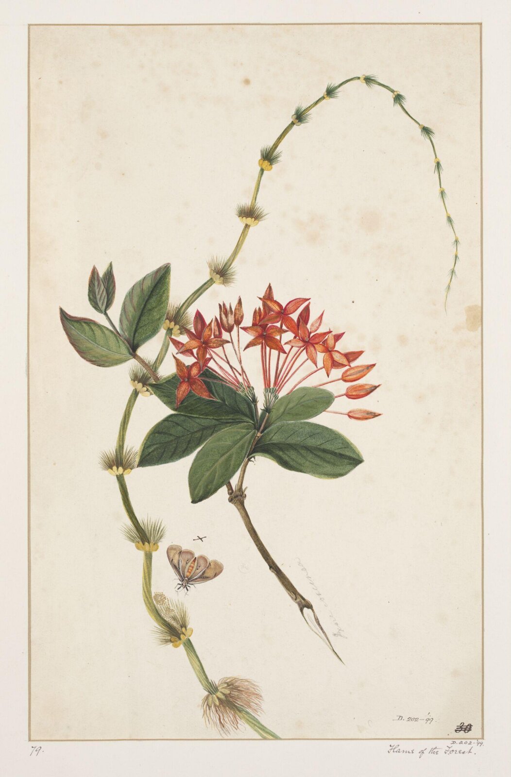 Drawing, early 19th century